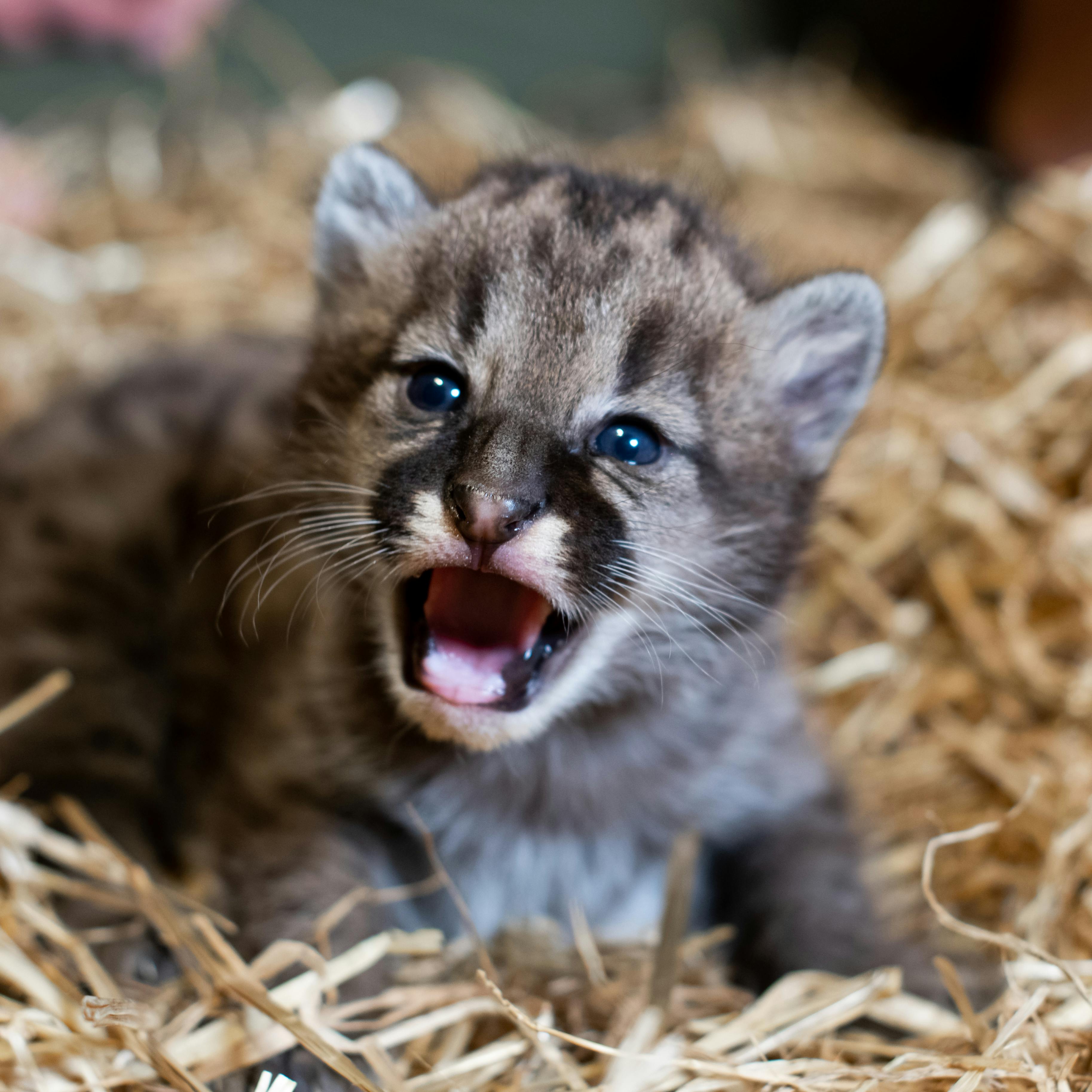 Hvem kan dog stå for de øjne!?