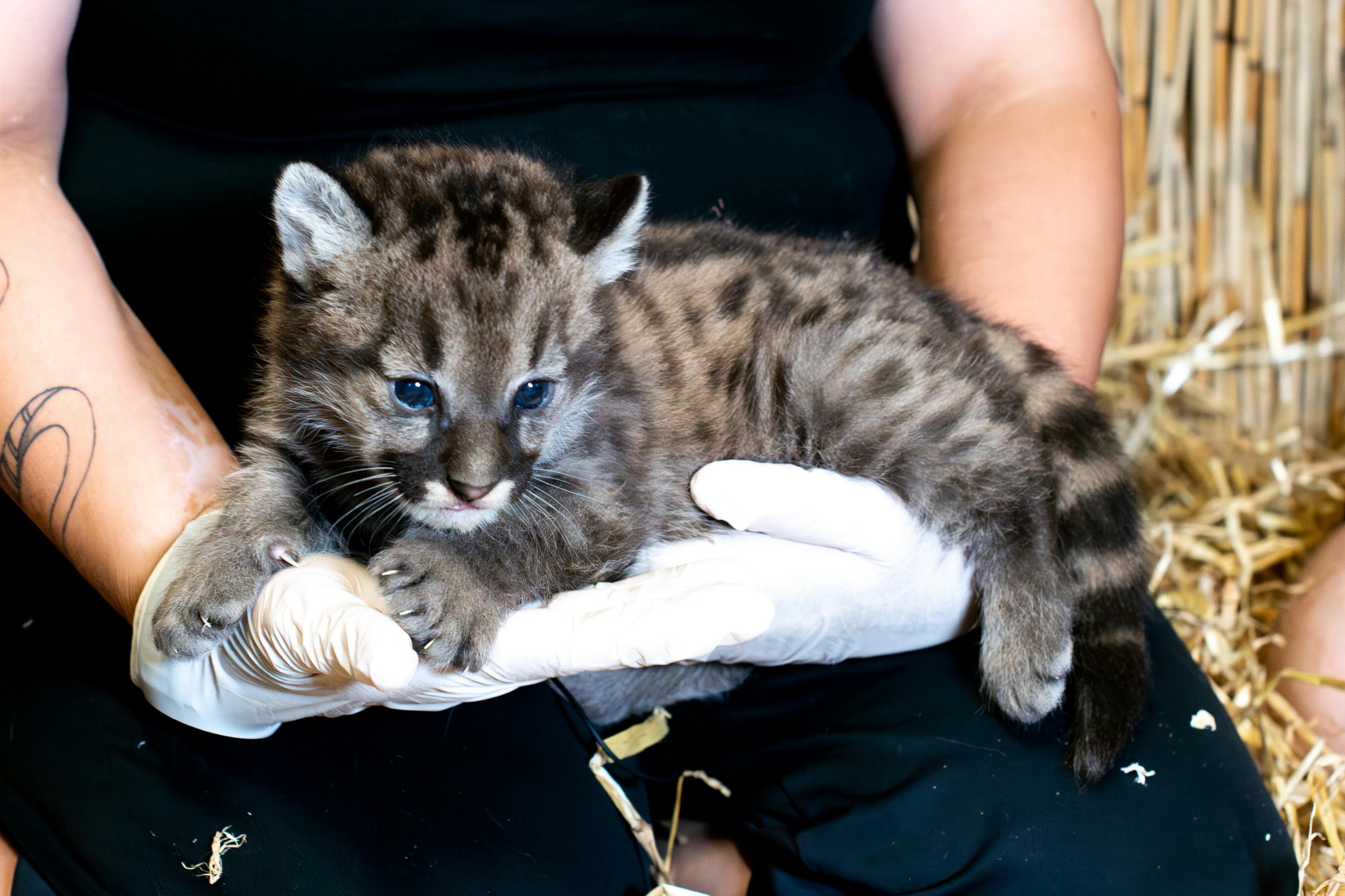 Den lille pumaunge kom til verden natten til 29. maj.