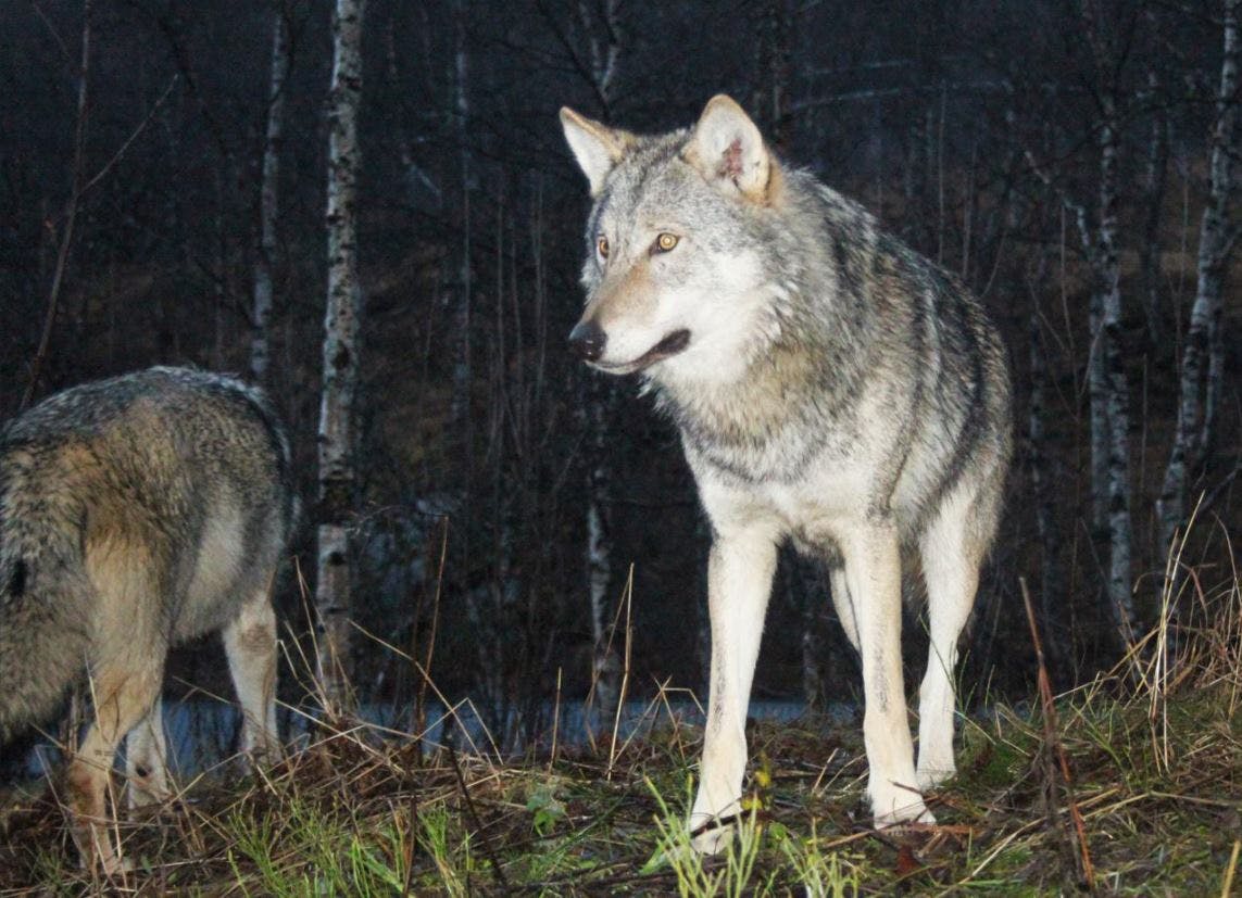 Det er tredje år i træk, at Klelund-ulvene får unger.
