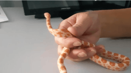 Kan du genkende denne fætter, skal du ringe tlf. 114.