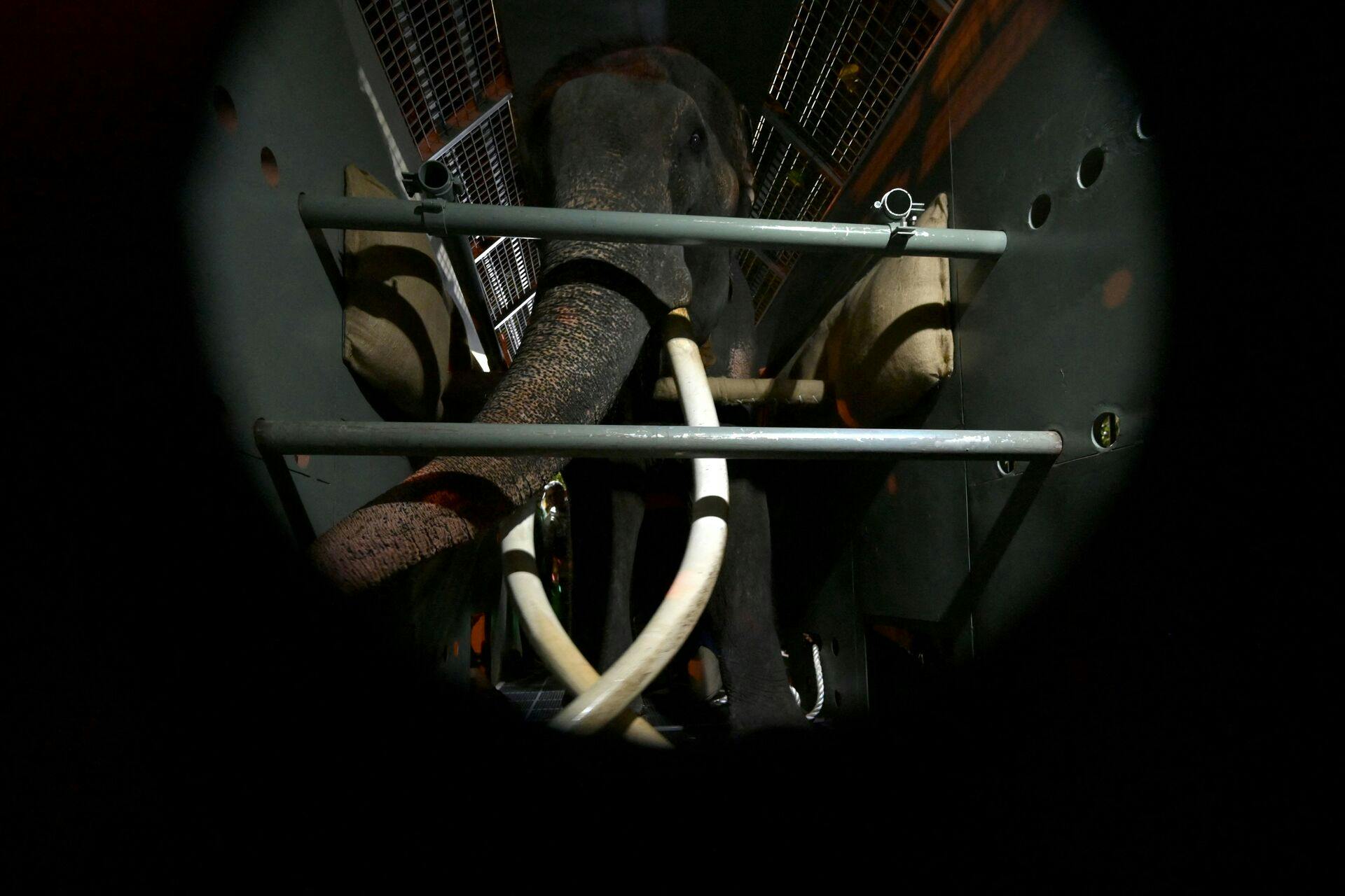 Elefanten Muthu Raja er efter to årtier tilbage i Thailand, hvor den blev født.