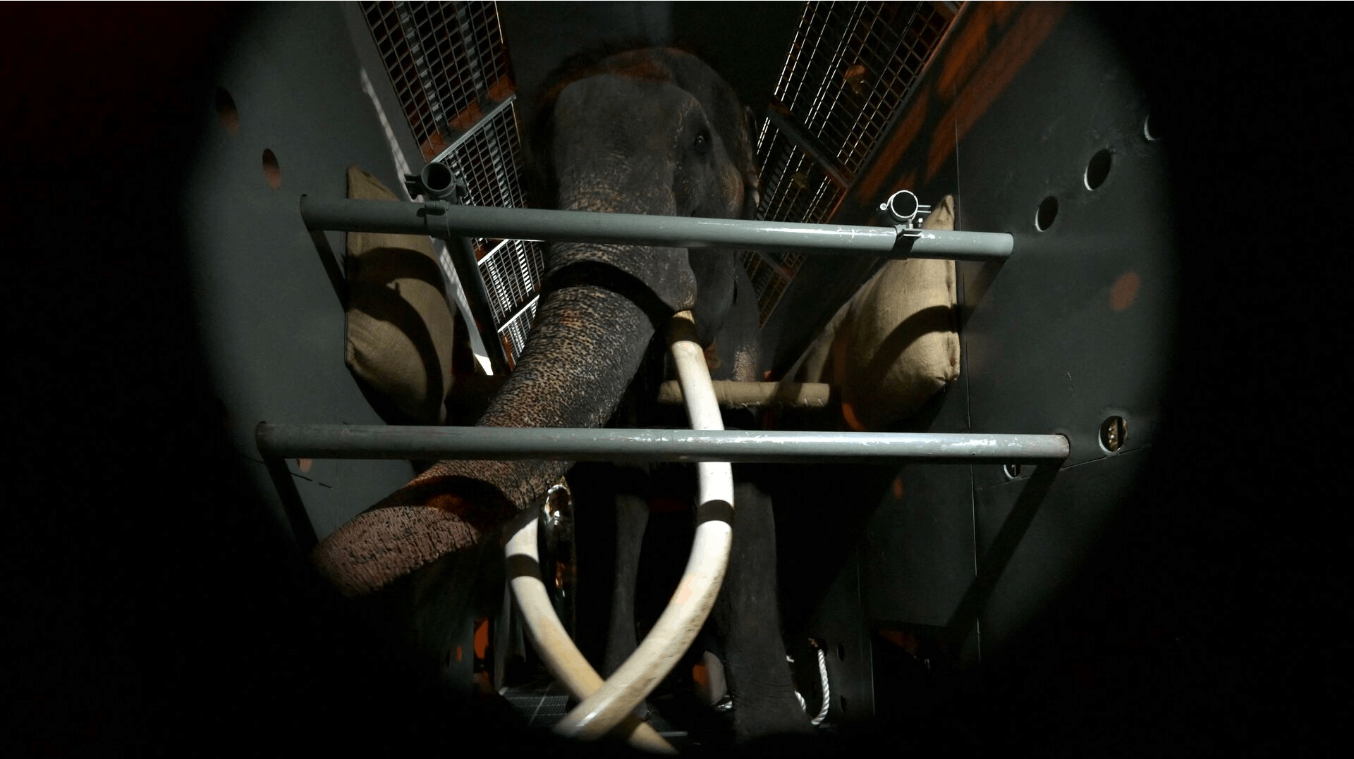 Elefanten Muthu Raja er efter to årtier tilbage i Thailand, hvor den blev født.