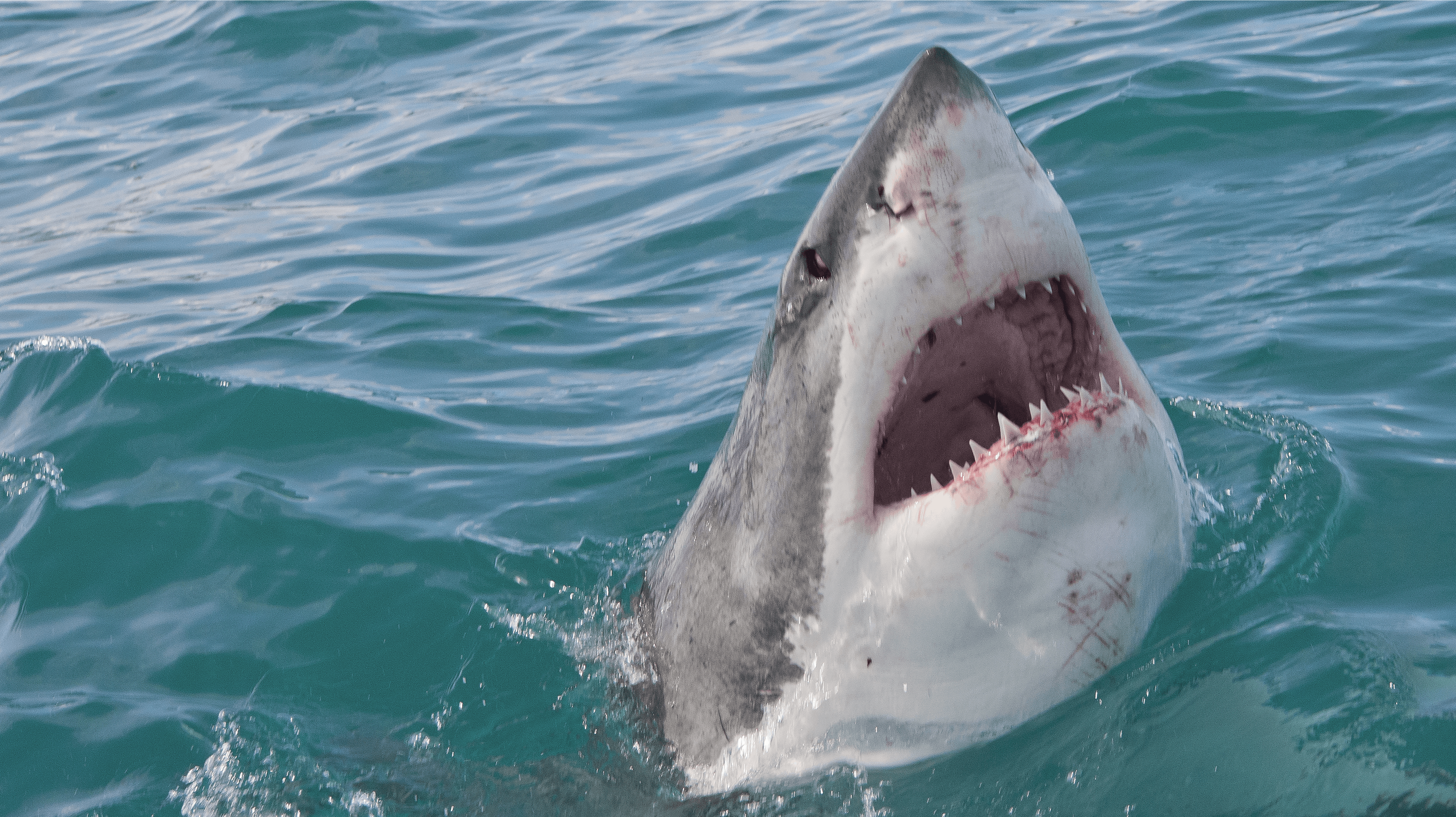 Den store hvidhaj er berømt og berygtet. Men hvor bange skal danskerne egentlig være for det store havdyr?
