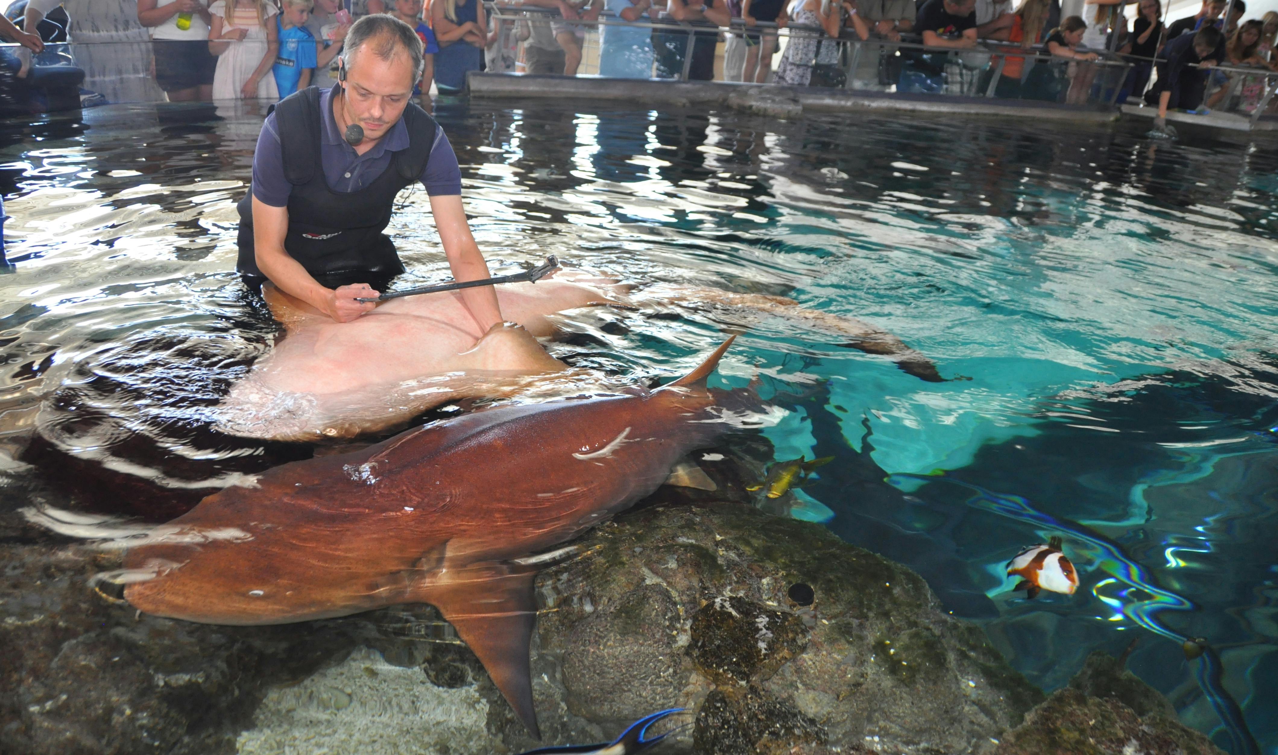 I sit job på Kattegatcenteret træner Rune blandt andet hajer. 