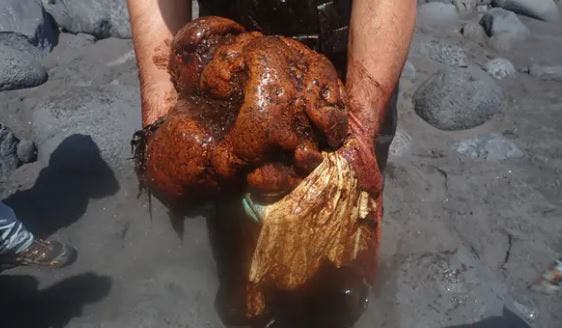 Hvalen havde 9,5 kilo af det "flydende guld" gemt i tarmen.