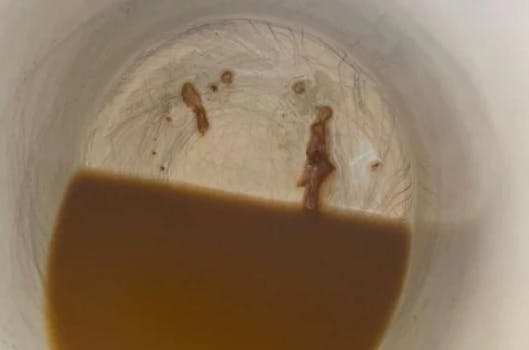 Tak for kaffe! Det var dette syn, der mødte den stakkels kvinde, da hun nåede til bunden af kaffekoppen. 