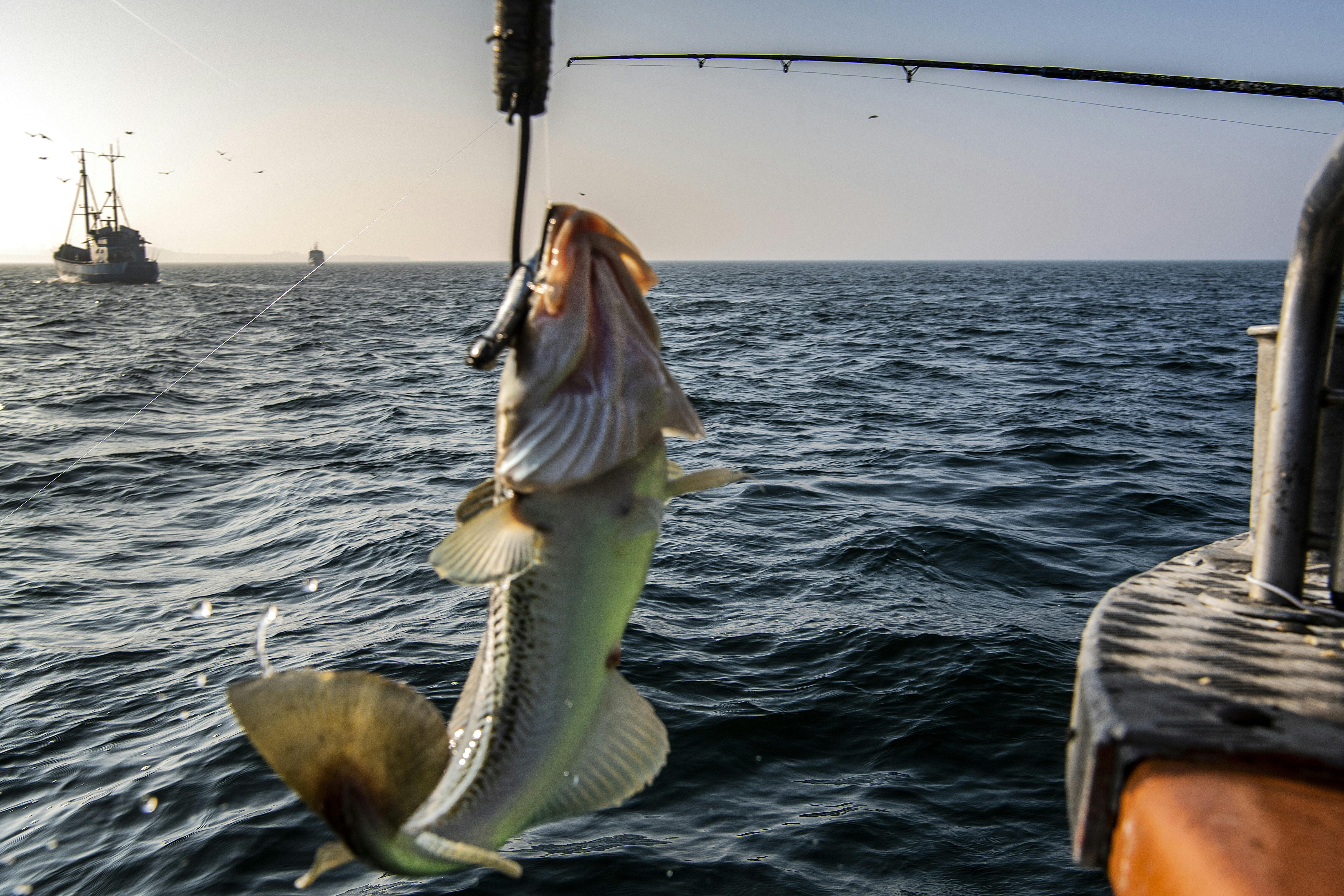 Lystfiskere på Øresund. Lystfisker. Torsk bliver fanget.