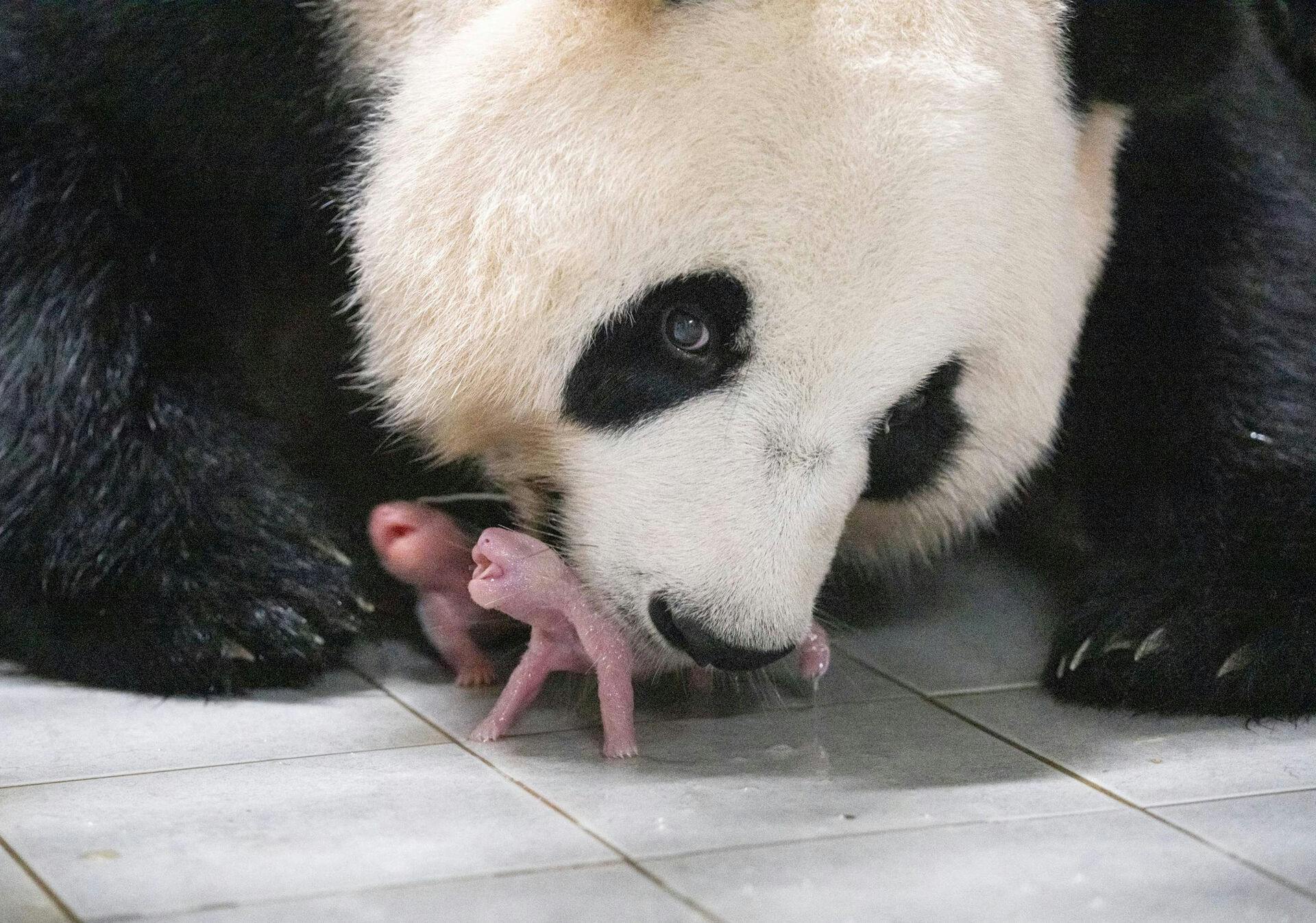 Pandaer har generelt svært ved at formere sig. Så når de får tvillinger, er det en helt særlig begivenhed.