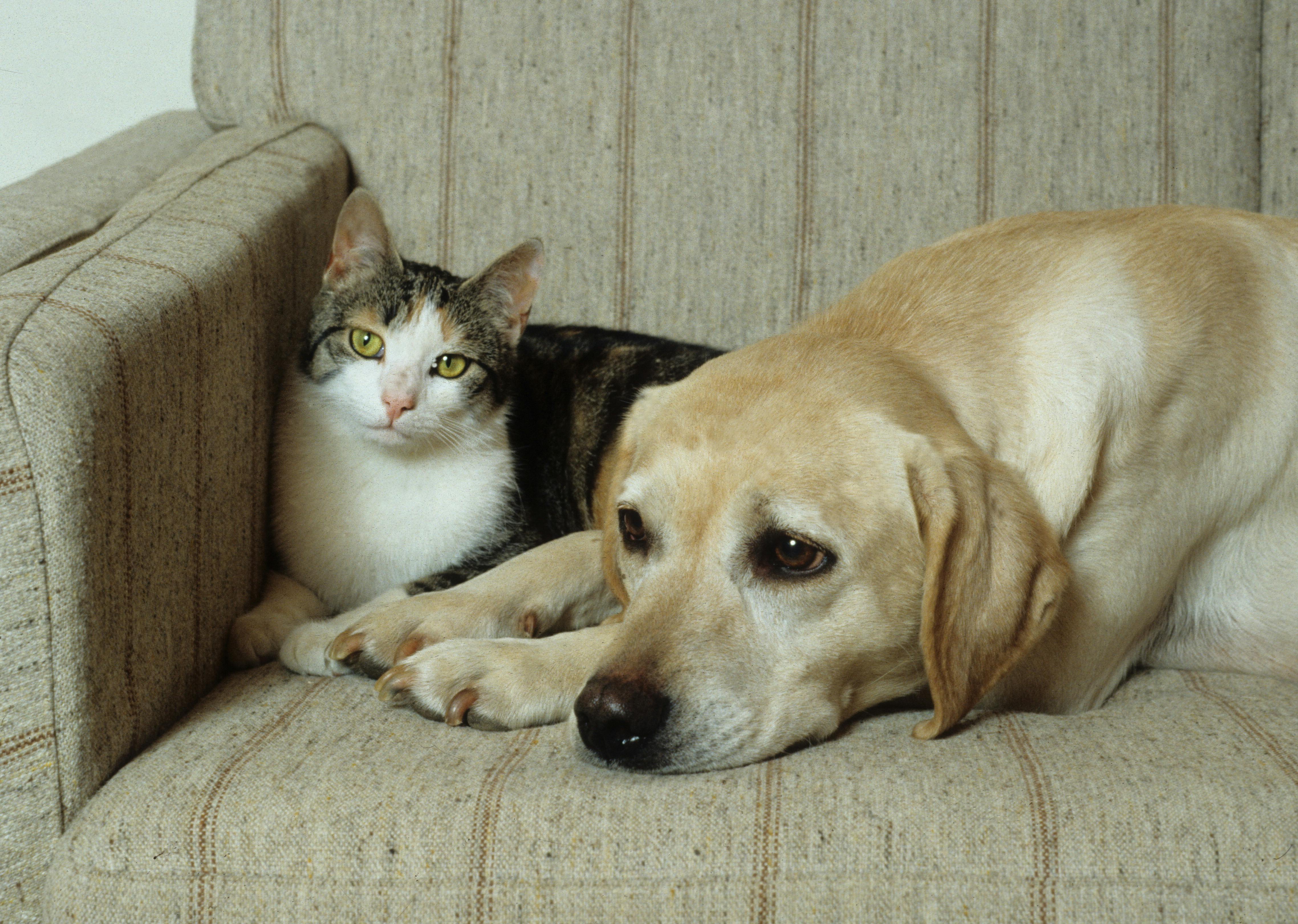 Labrador og kat hygger sig i sofaen.. Dogs, Labrador retrievers, cats, 