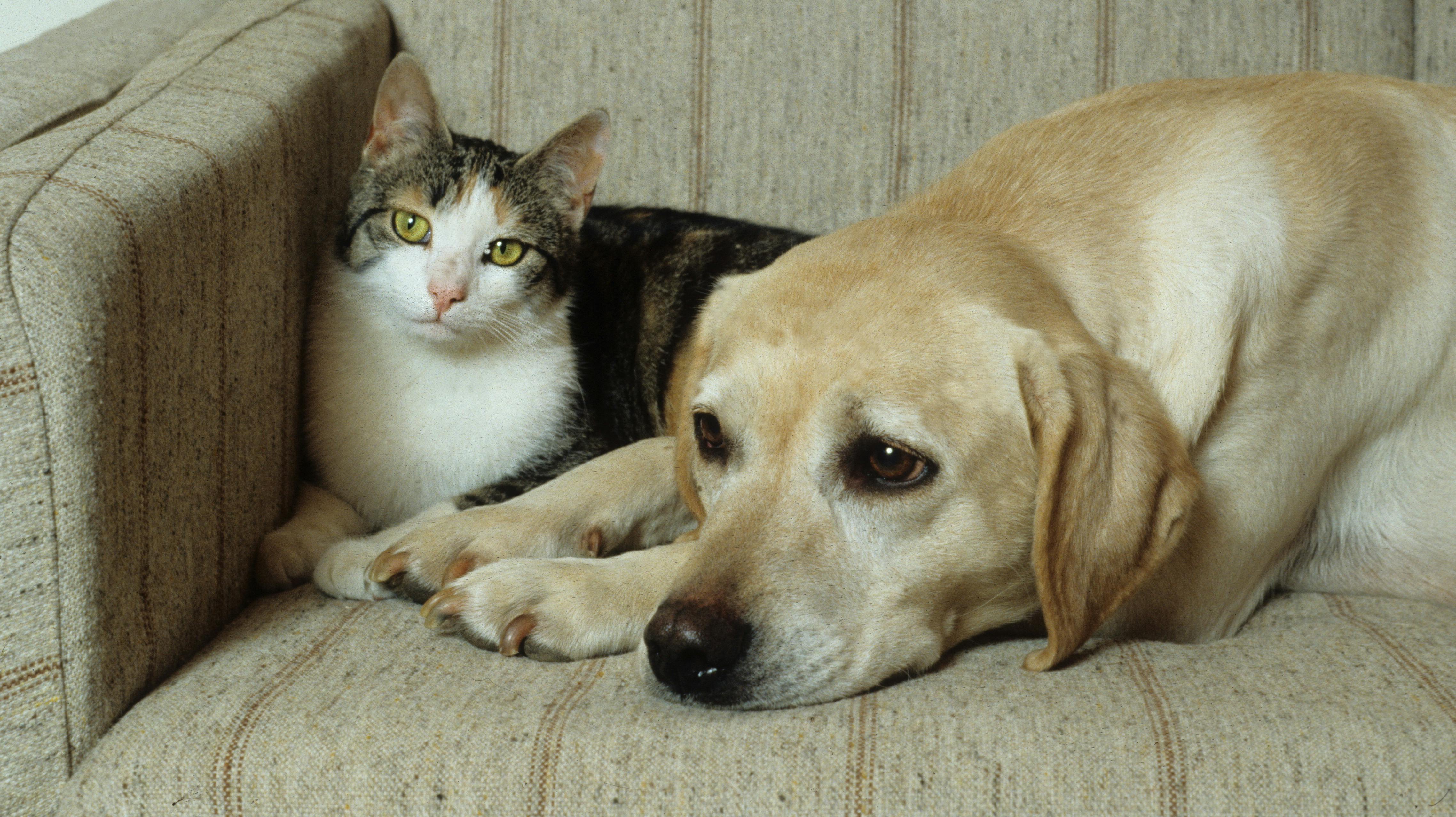 Labrador og kat hygger sig i sofaen.. Dogs, Labrador retrievers, cats,