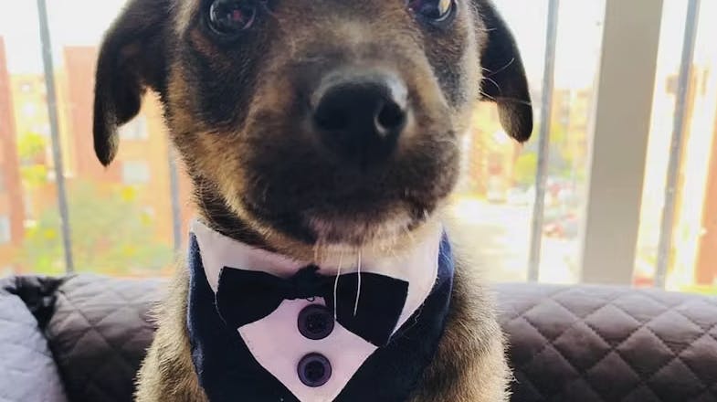 Den lille hundehvalp var mere end klar til at blive adopteret – men hans nye ejere dukkede aldrig op. 