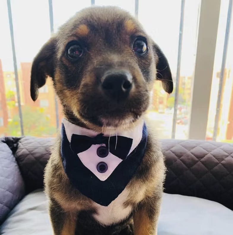 Den lille hundehvalp var mere end klar til at blive adopteret - men hans nye ejere dukkede aldrig op. 