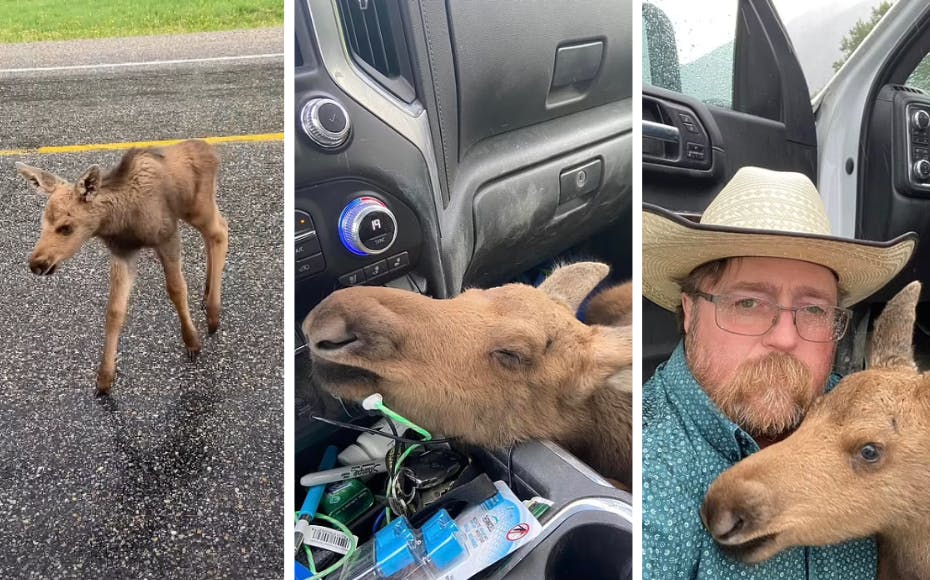 Mark reddede denne elg – og det kostede ham jobbet.