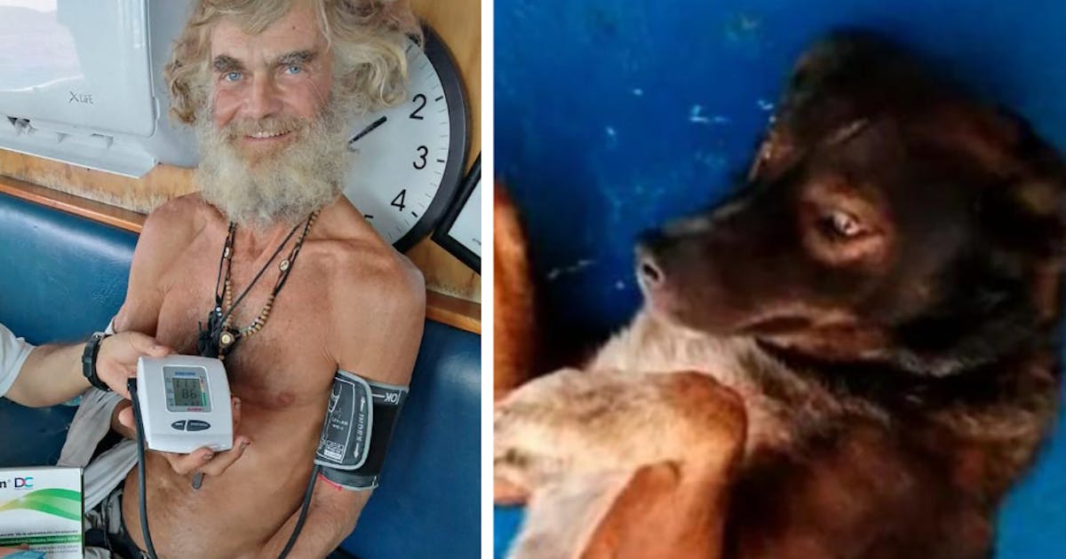 taxa fjerkræ ulv Overlevede tre måneder strandet til havs: Nu har han efterladt hunden | SE  og HØR