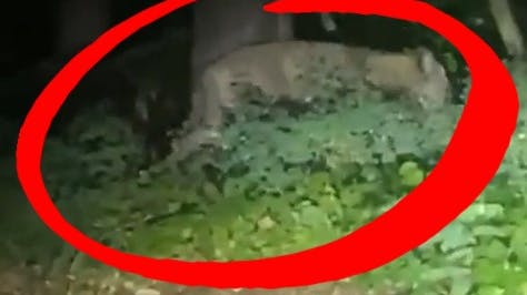 Løven er blevet spottet i gang med at æde et vildsvin.