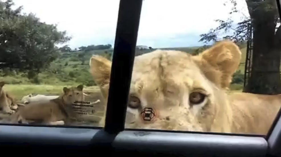 En safaritur var lige ved at ende i et mareridt, da denne løvinde endte med at åbne bildøren.&nbsp;