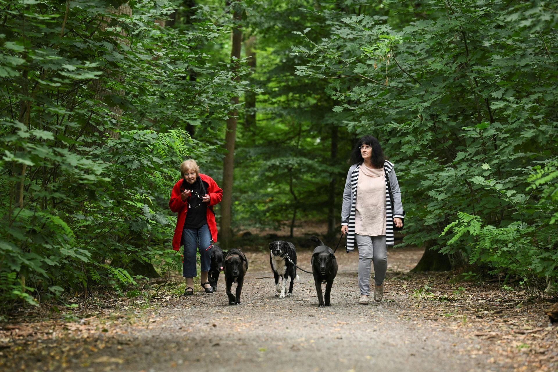 Mrs. Taenzer, 72, and Astrid Viti, 65, walk in a forest, after police warned the public that a suspected lioness was on the loose, in Zehlendorf, Berlin, Germany July 21, 2023. REUTERS/Annegret Hilse