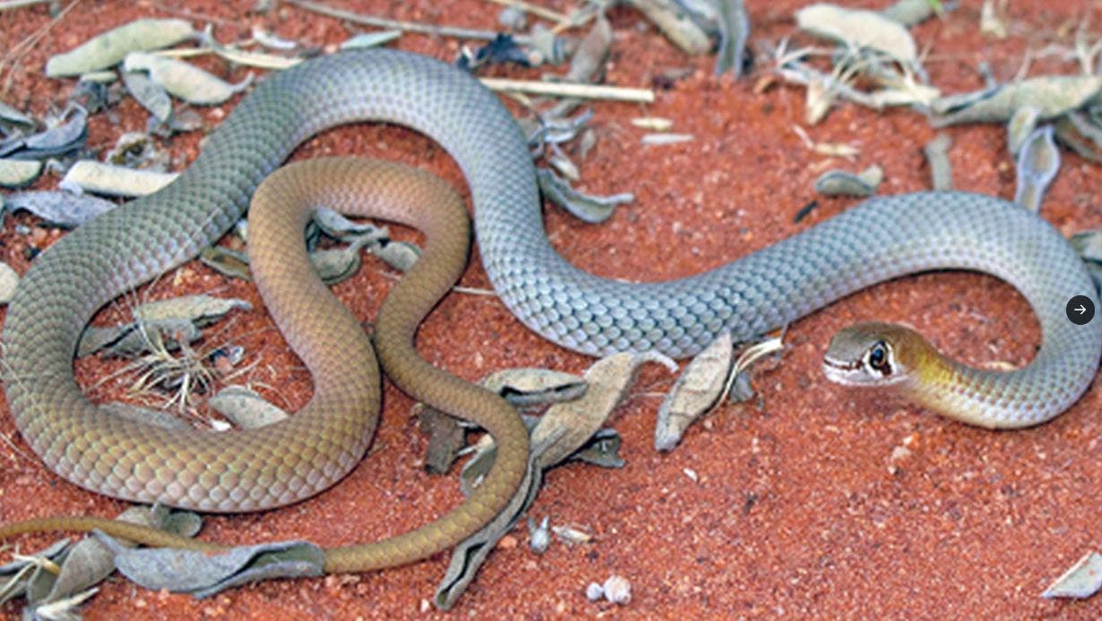 Demansia Cyanochasma er navnet på den nye giftige slangerace, der er fundet i Australien.&nbsp;