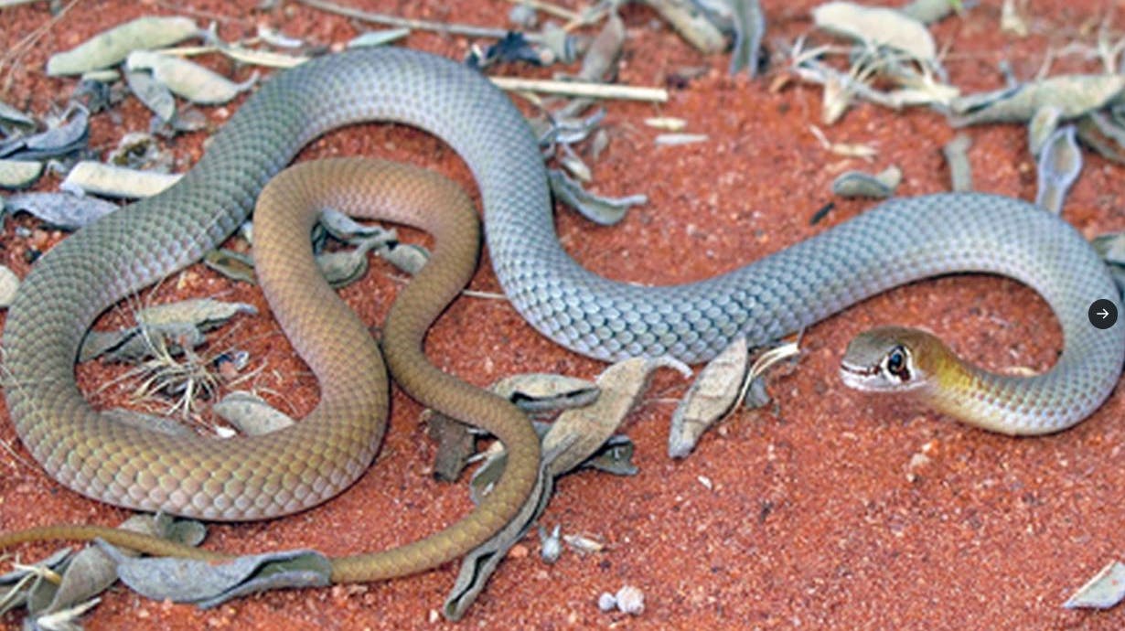 Demansia Cyanochasma er navnet på den nye giftige slangerace, der er fundet i Australien. 