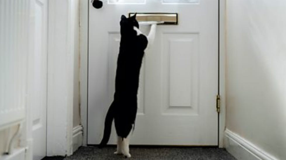 Zebby kan hente post og høre, når telefonen ringer. Så nu har katten vundet en pris. 