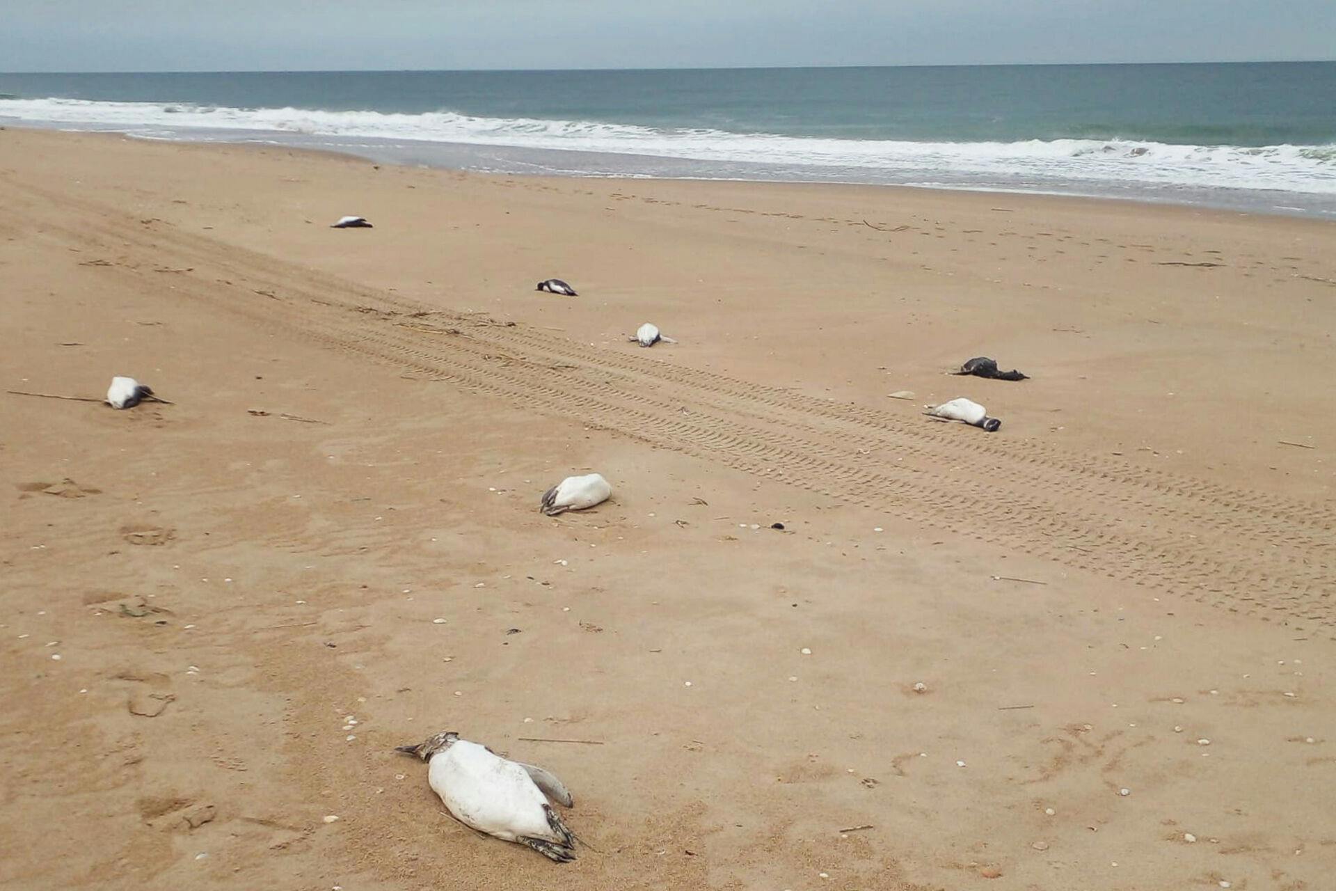 i Uruguay har man ved kysten fundet omkring 2000 døde pingviner. 