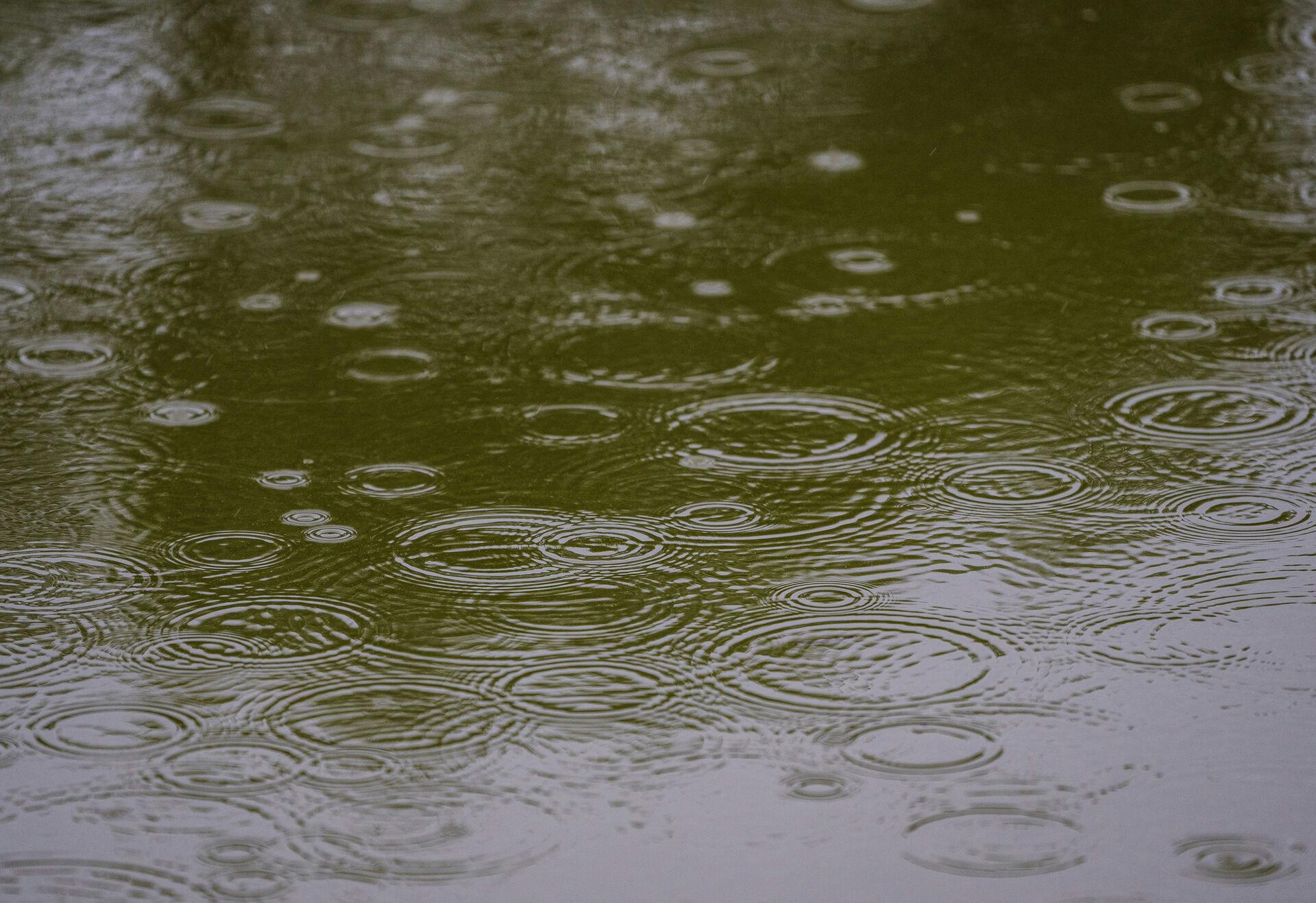 Regndråber på sø i Hareskoven, onsdag den 12. juli 2023.. (Foto: Liselotte Sabroe/Ritzau Scanpix)