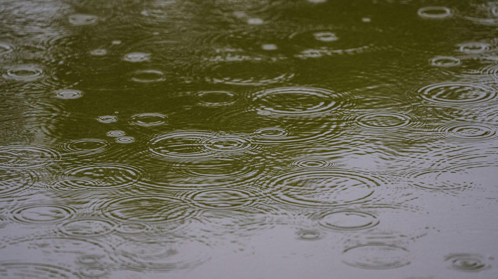 Regndråber på sø i Hareskoven, onsdag den 12. juli 2023.. (Foto: Liselotte Sabroe/Ritzau Scanpix)