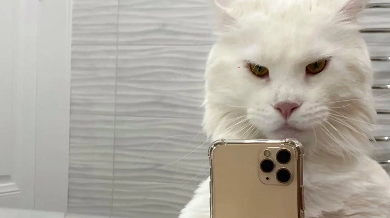 Katten Kefir minder på mange måder om et menneske. Ikke kun fordi hans ejer, fotograferer ham i menneskelignende situationer, men også fordi han er KÆMPESTOR.