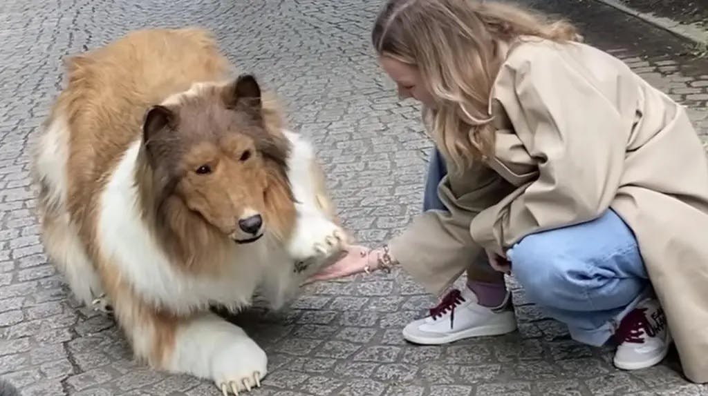 Her giver den menneskelige vovse pote.