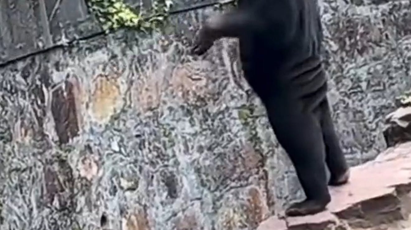 En meget oprejst bjørn ligner så meget en menneskeskikkelse, at en zoo i Østkina har fået 30 procent flere kunder den seneste tid. 