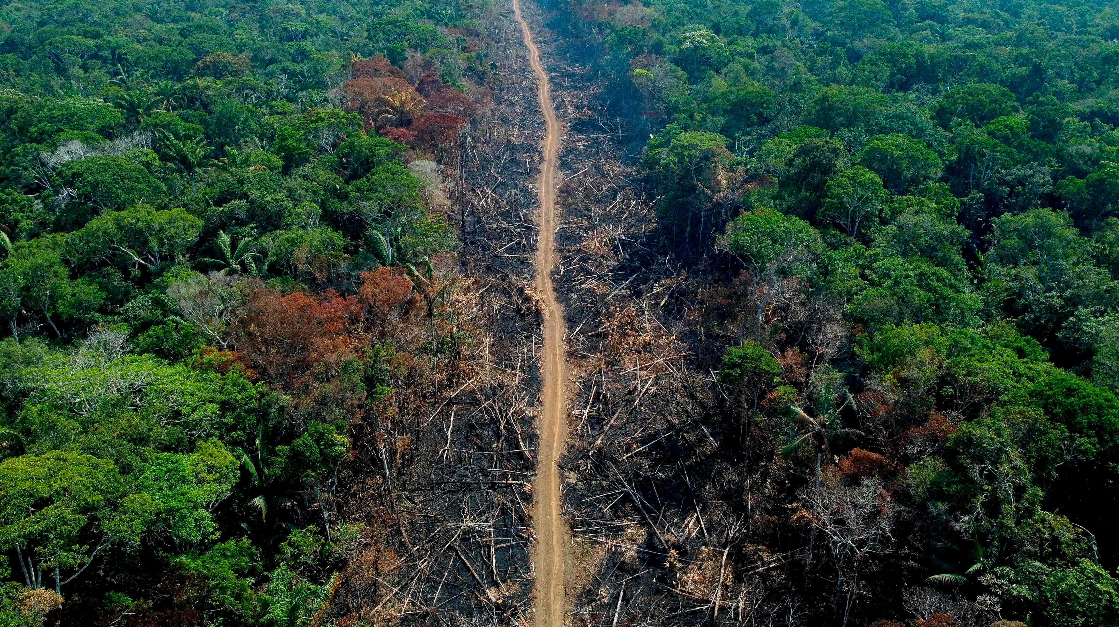 Amazonas er et af de store skovområder, hvor der hvert år bliver fældet træer