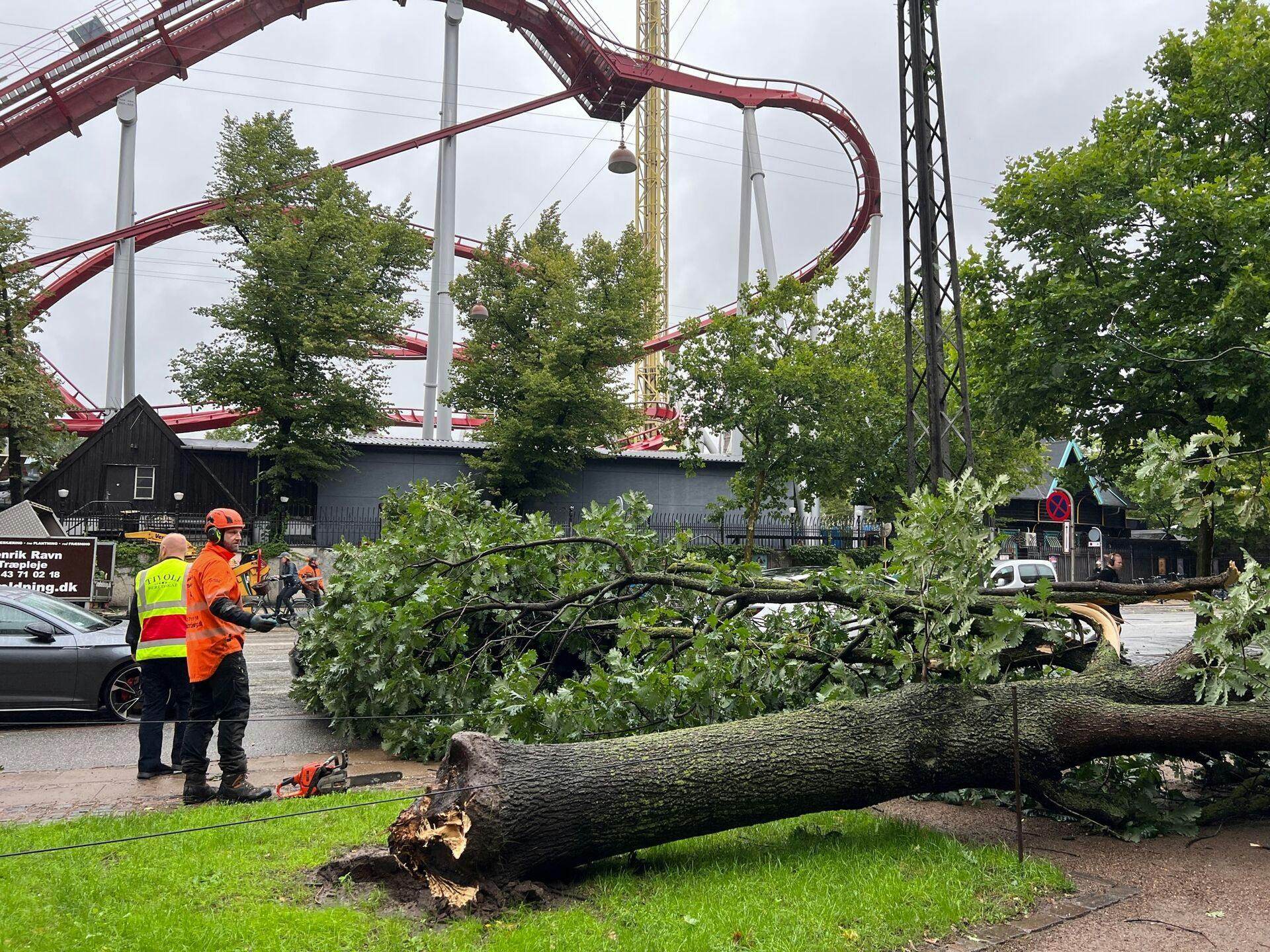 Et træ er væltet ved Tivoli i det voldsomme blæsevejr der har ramt landet mandag den 7. august 2023. (Foto: Nils Meilvang/Ritzau Scanpix)