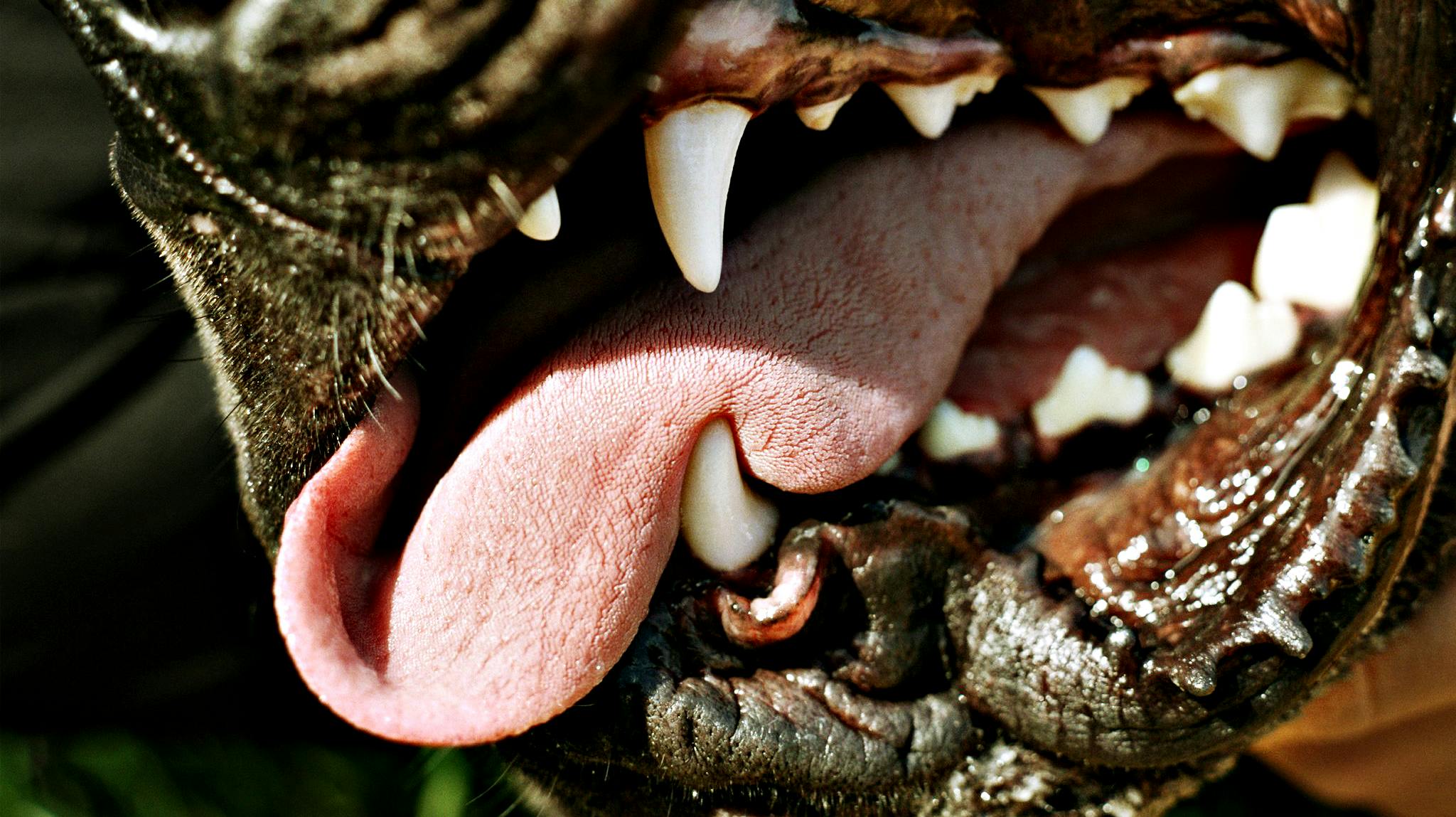 En flok hunde gik for nyligt til angreb og endte med at dræbe en mand, da han forlod nogle bekendtes lejlighed. OBS: ARKIV-FOTO.