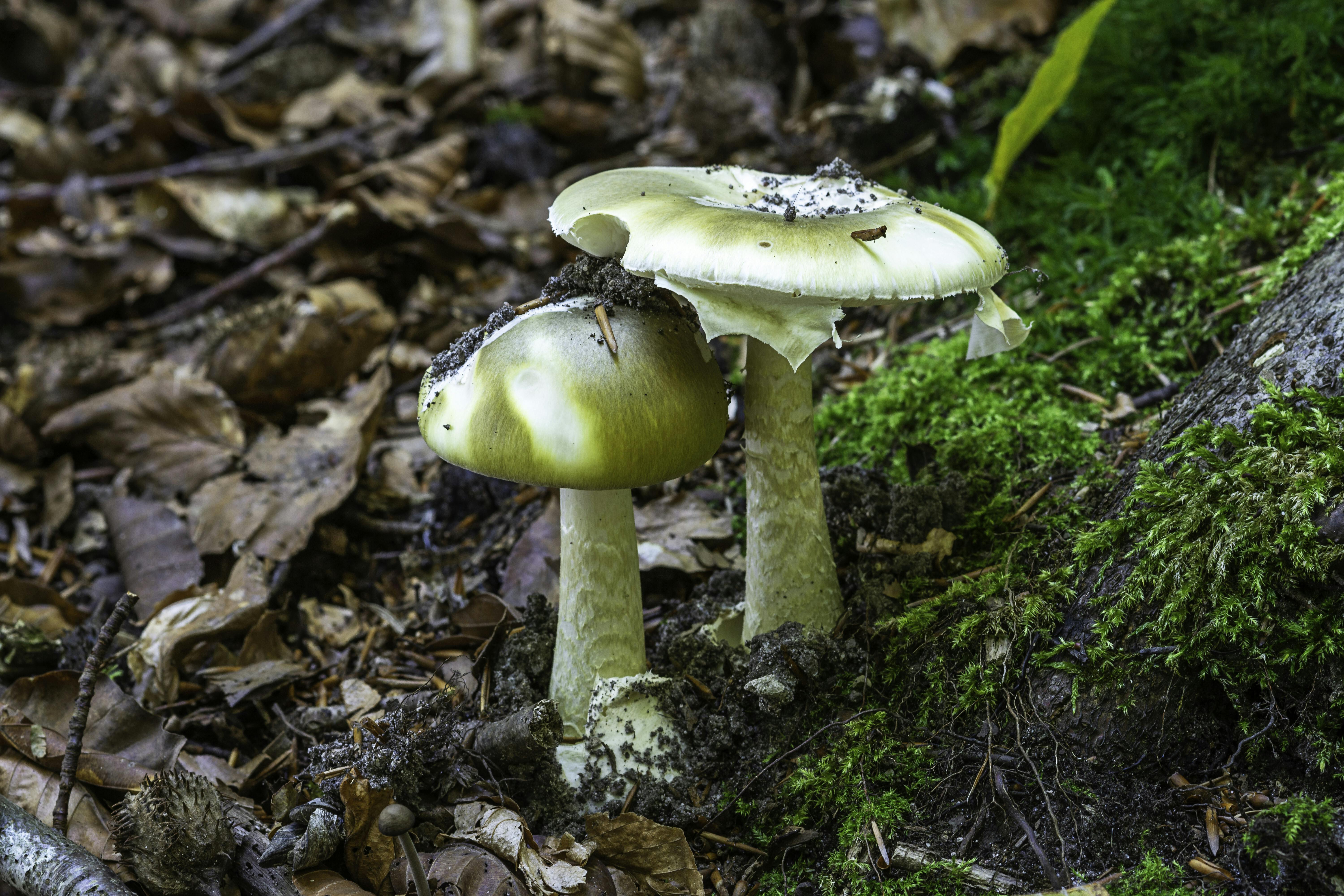 Grøn fluesvamp, Bidstrup Skov september, Fluesvampfamilien