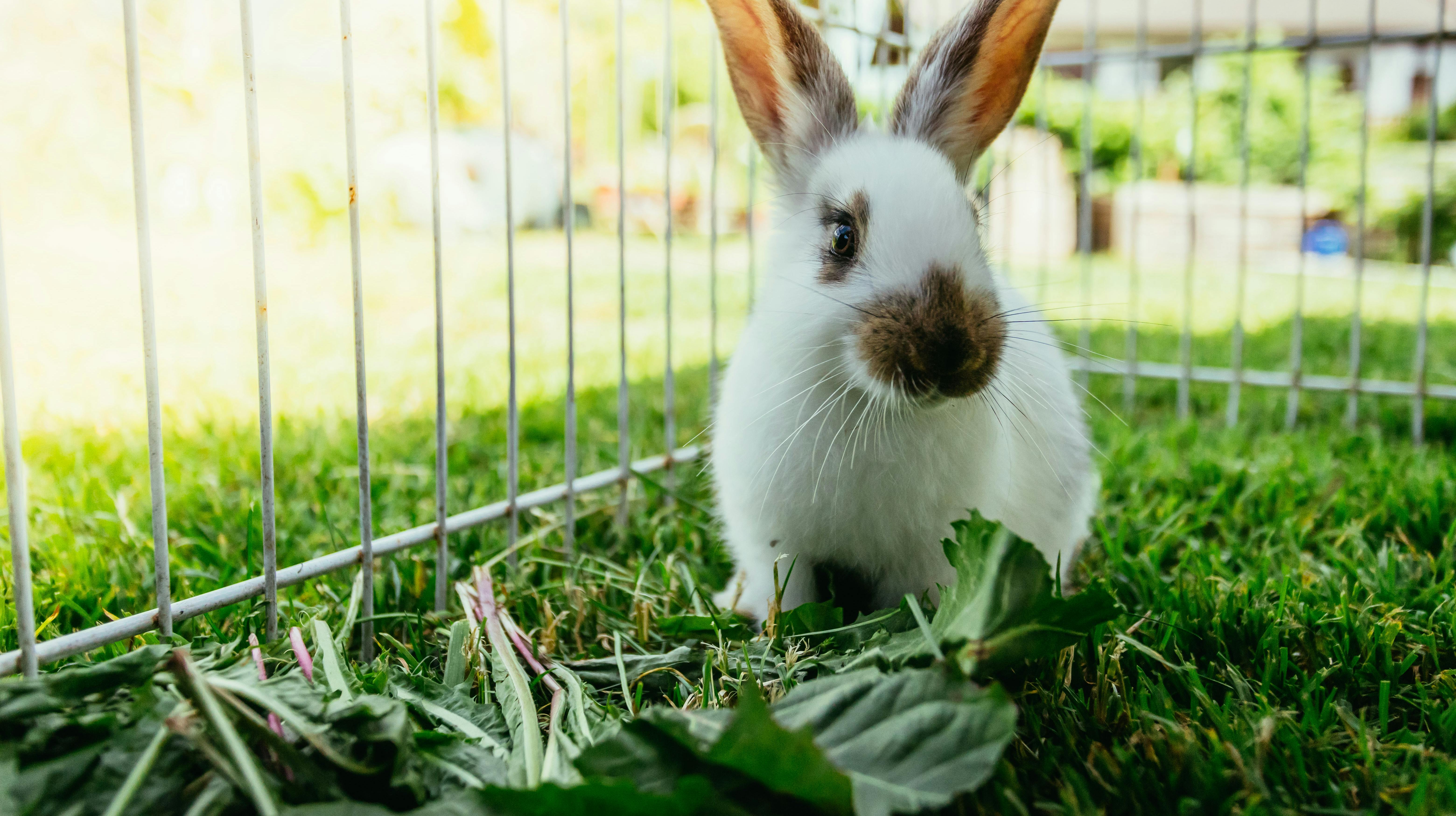 En nordjysk familie har mistet seks kaninunger, fordi to hunde løb ind i deres have og tog livet af dem. Denne kanin har ikke noget med sagen at gøre.