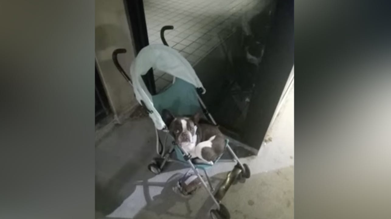 En lille hund sad alene og forladt i en klapvogn. Nu er den hjerteskærende årsag blevet fundet. 