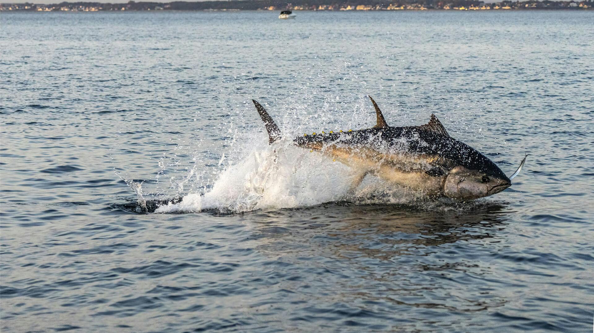 Springende blåfinnet tun i det nordlige Øresund søndag aften den 14. august 2023.