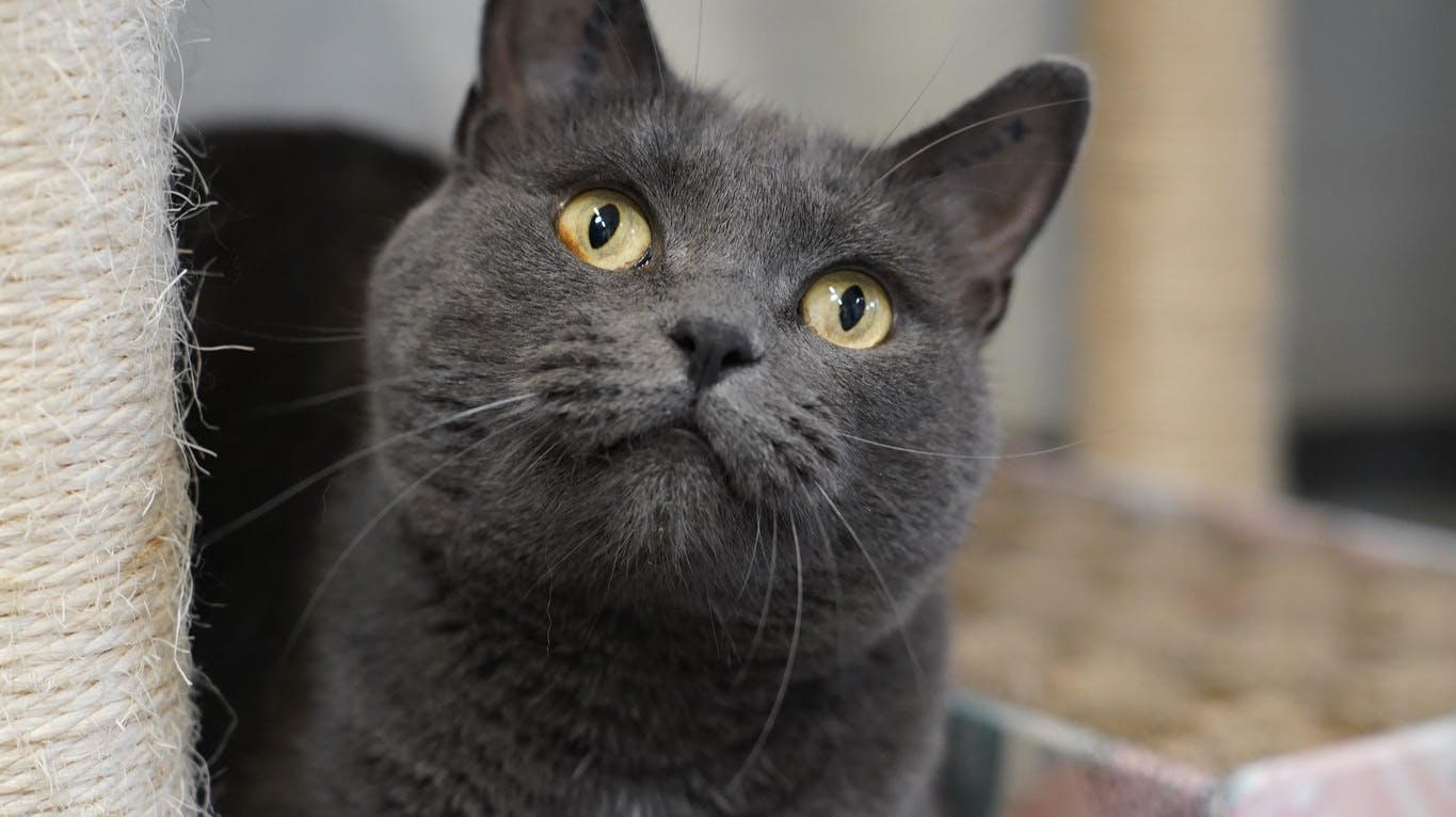 Overrasker: Mutti er blevet skudt