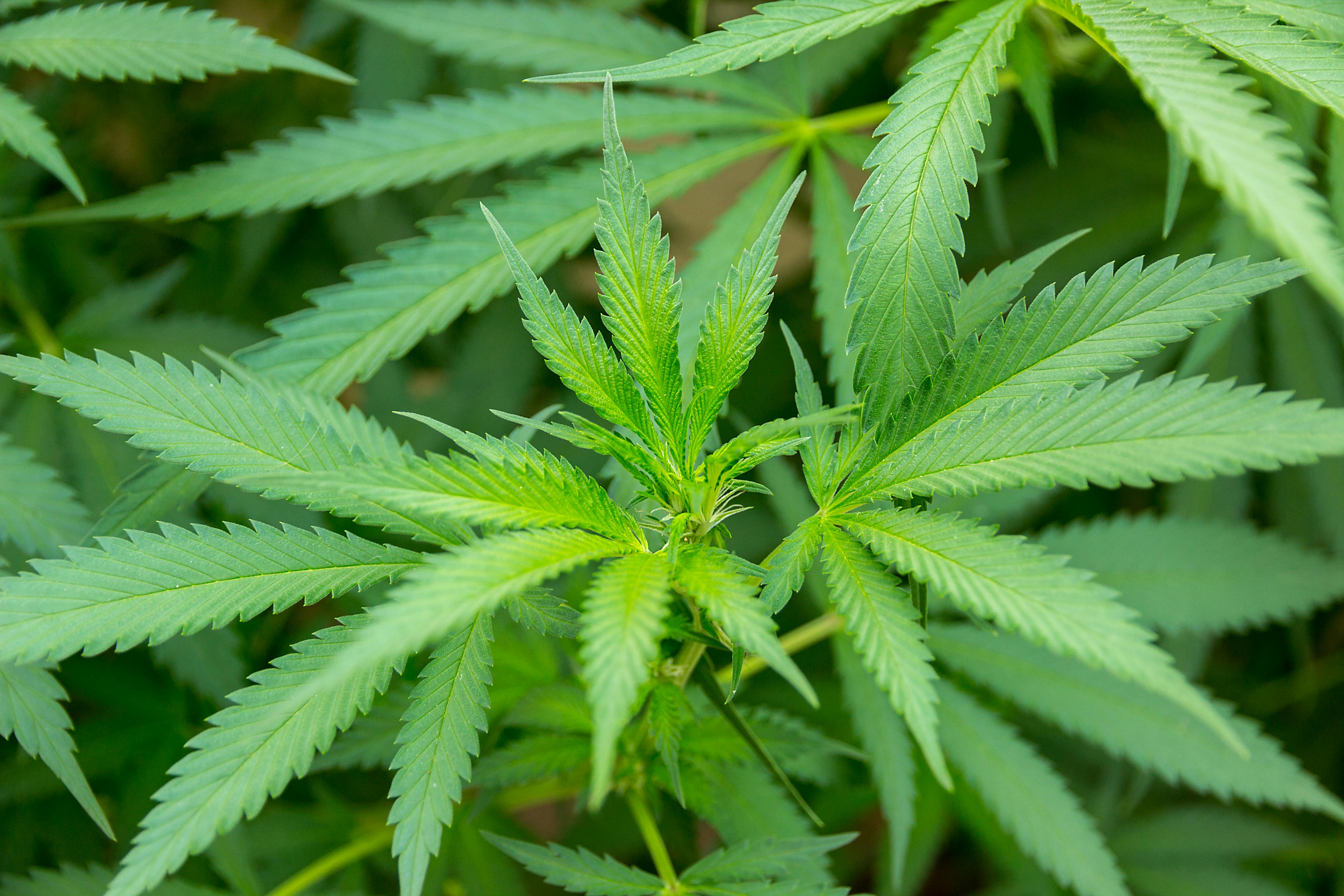 marijuana leaf in cannabis plant background