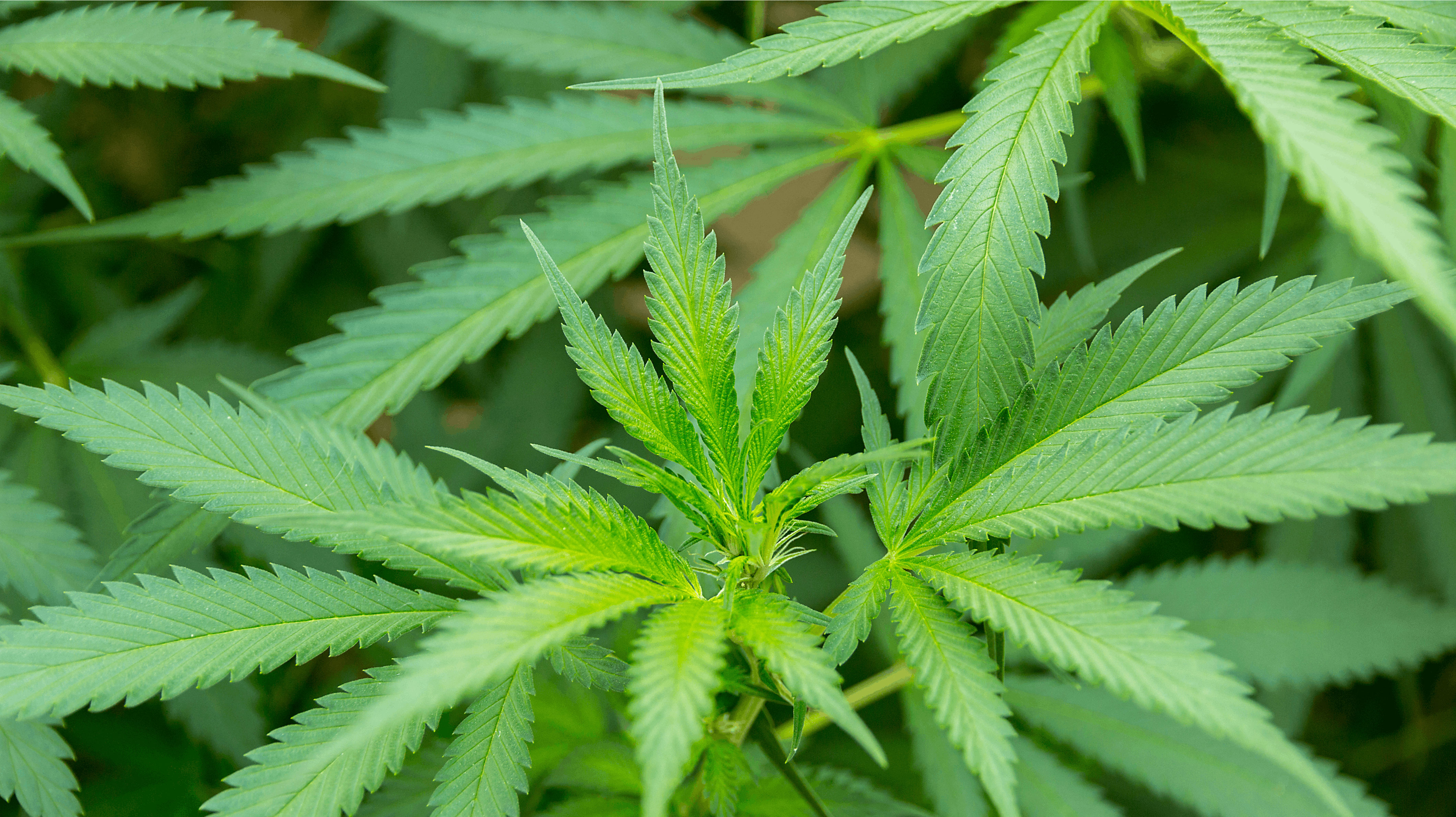marijuana leaf in cannabis plant background