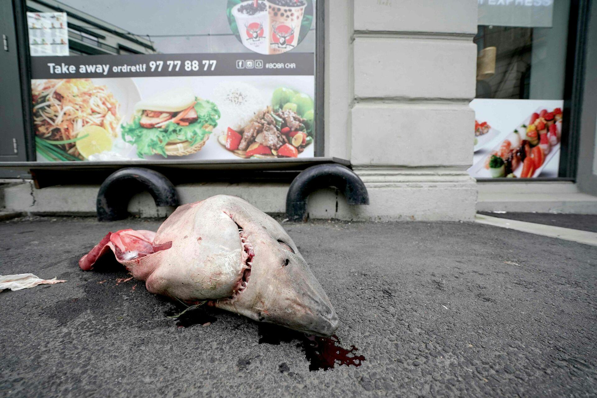 Et hajhoved blev torsdag morgen fundet ude foran en sushirestaurant i Oslo.