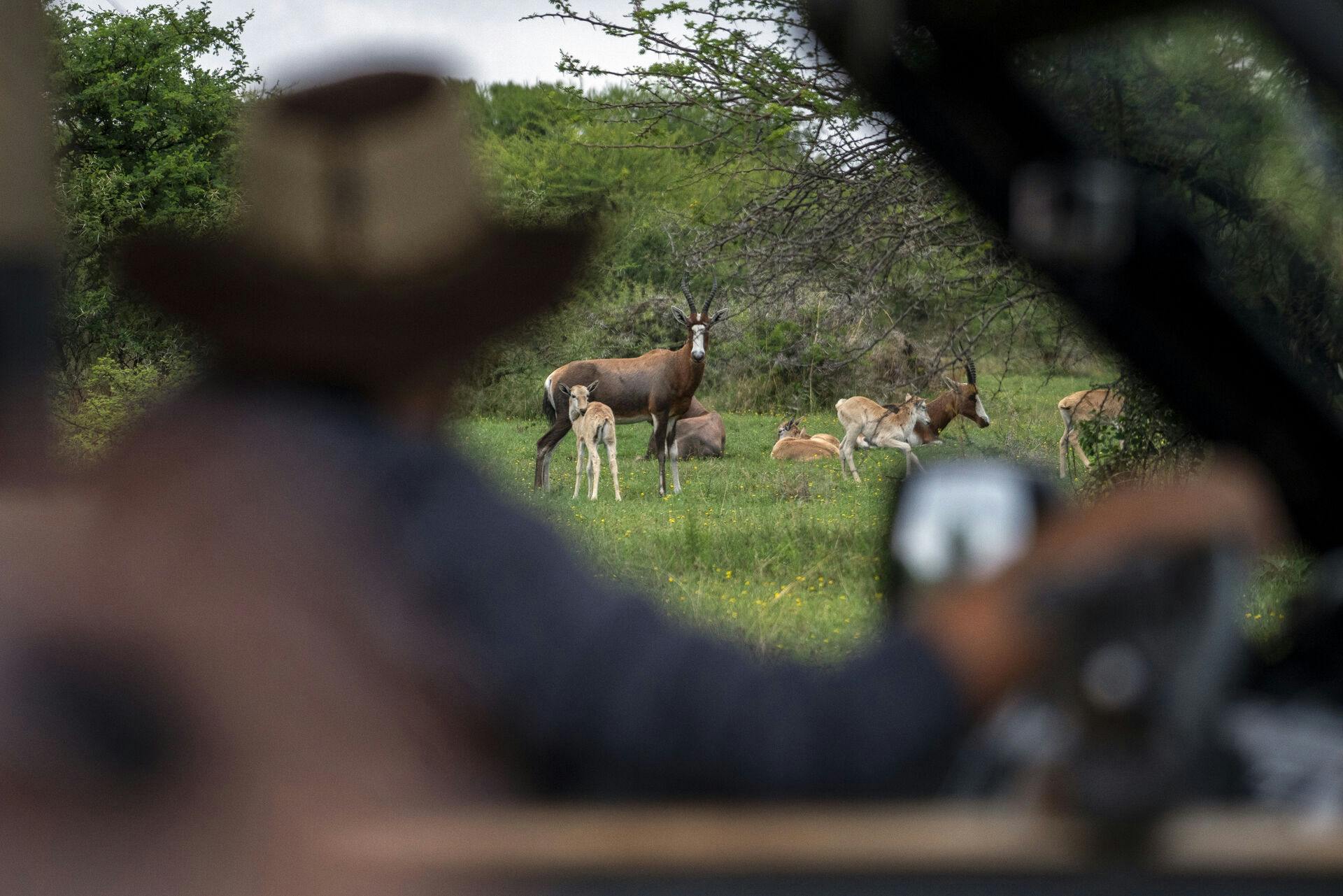 Tamboti Bush Lodge owner Fred Plachesi stops to look at wildlife during a game drive in the Dinokeng game reserve near Hammanskraal, South Africa Sunday Dec. 5, 2021. Recent travel bans imposed on South Africa and neighboring countries as a result of the discovery of the omicron variant in southern Africa have hammered the country's safari business, already hard hit by the pandemic. (AP Photo/Jerome Delay)