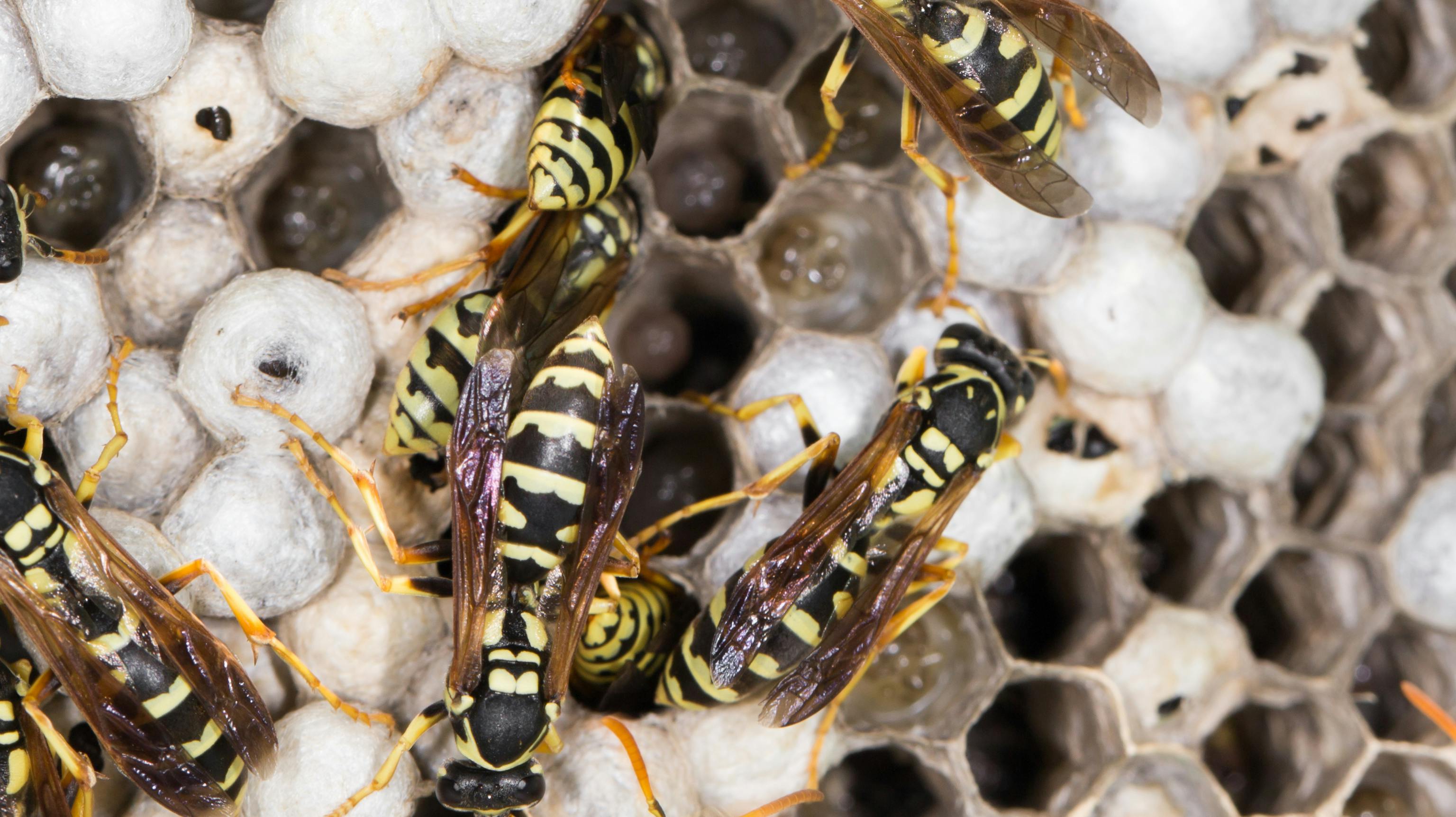 Der er i år flere hvepse end normalt.