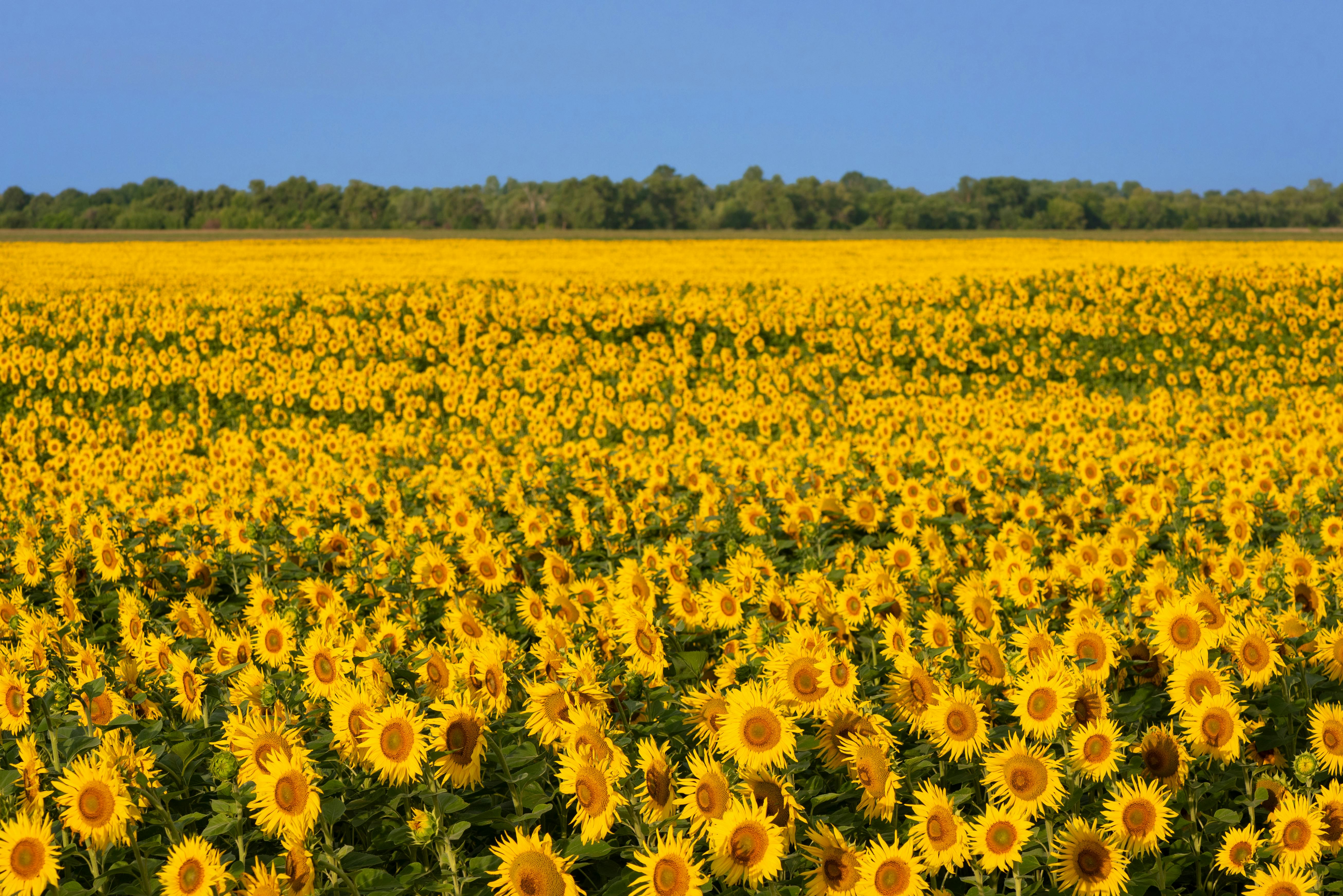 Field of blooming sunflowers. Background for design on an agricultural theme. Sunny landscape in the countryside