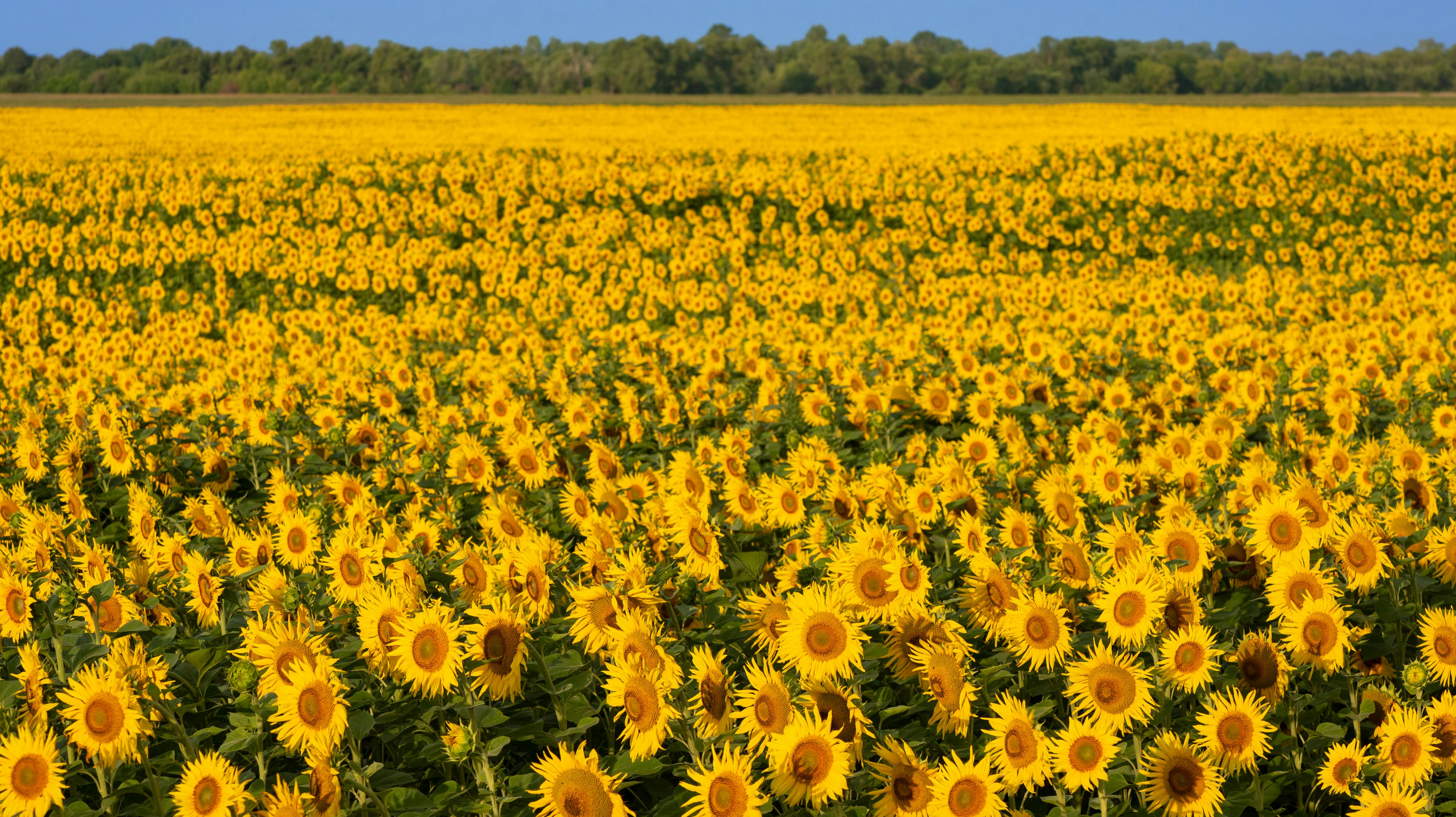 Field of blooming sunflowers. Background for design on an agricultural theme. Sunny landscape in the countryside