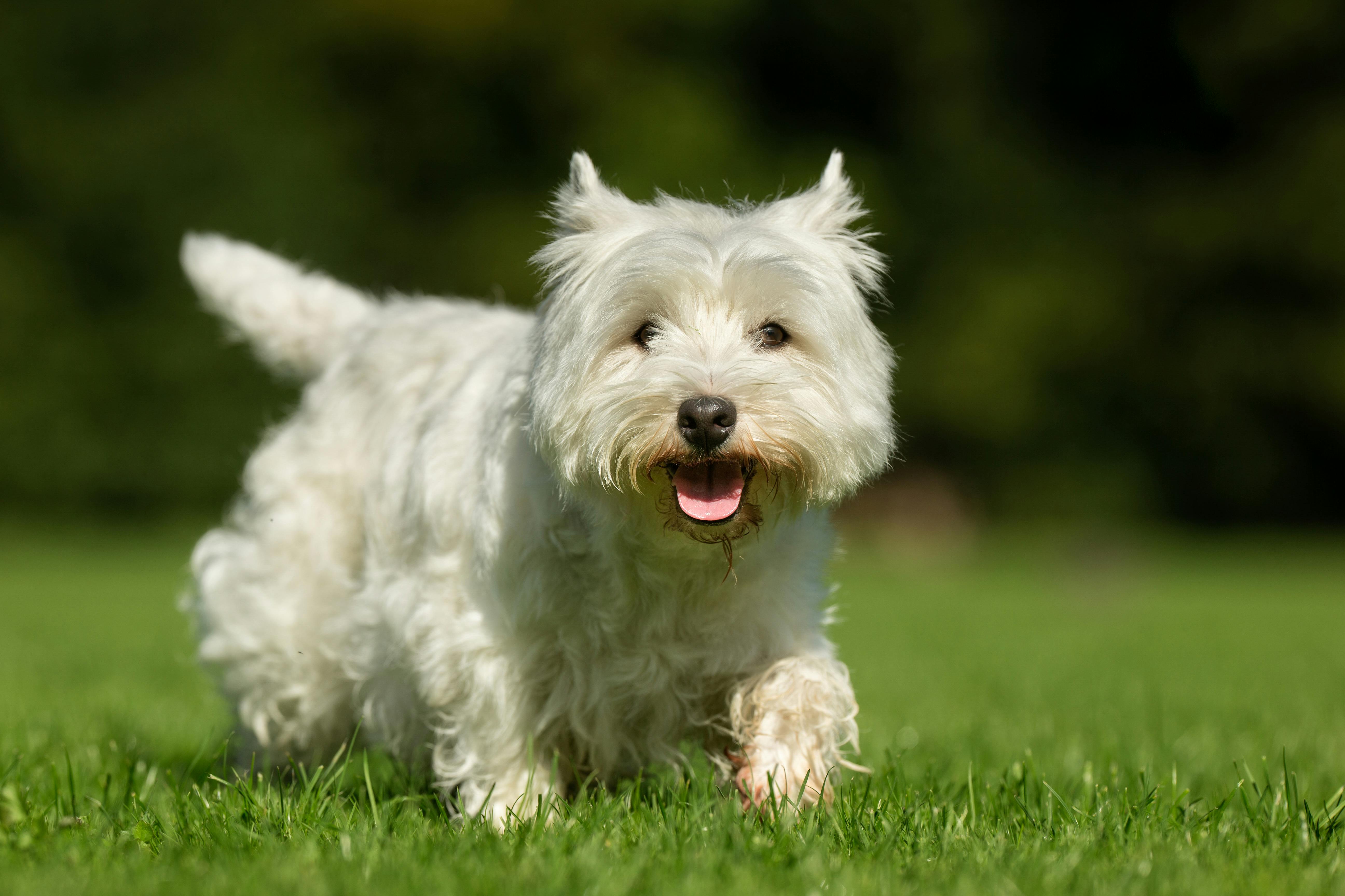 Purébred adult West Highland White Terrier dog on grass in the garden on a sunny day.