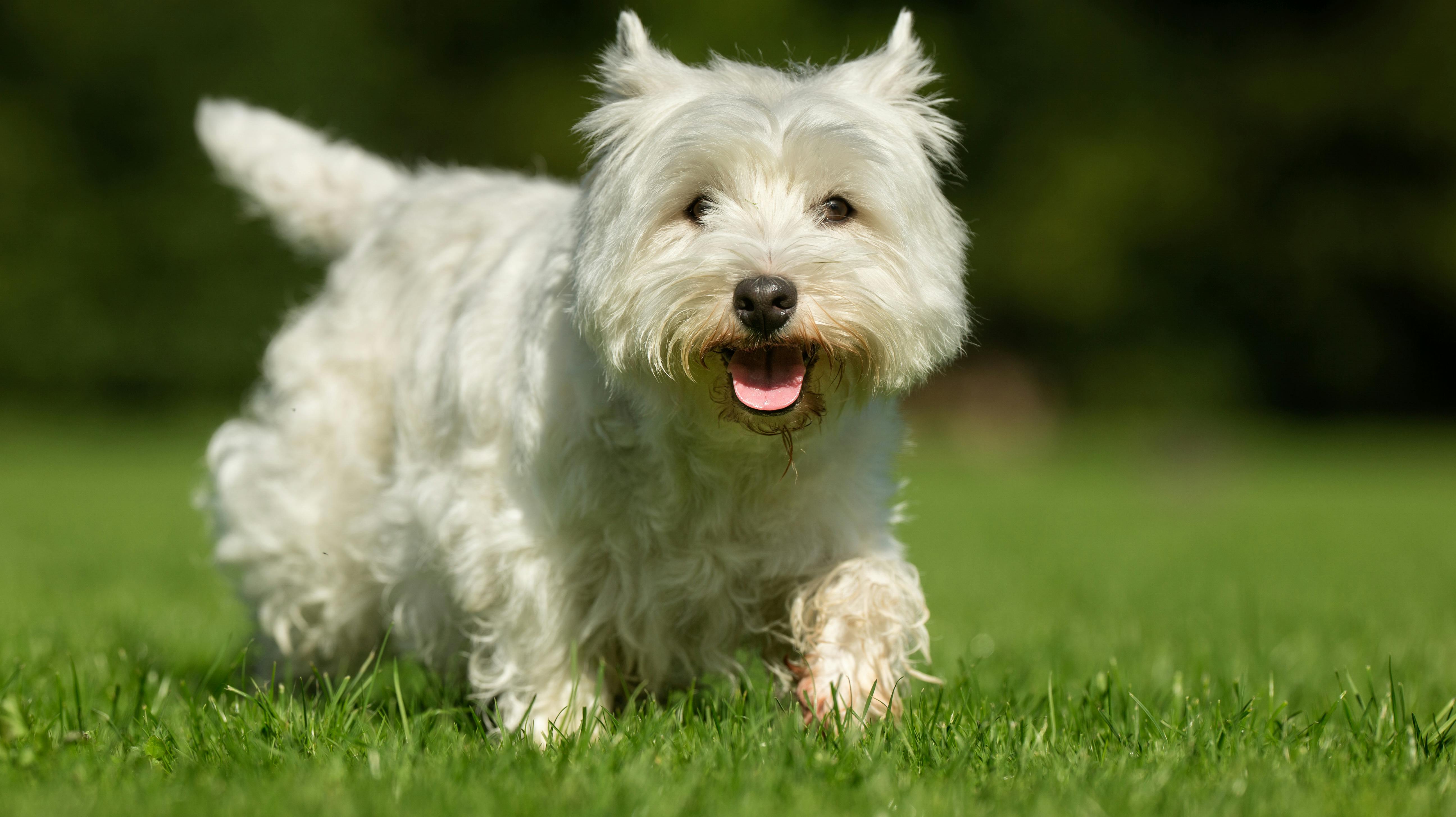 Purébred adult West Highland White Terrier dog on grass in the garden on a sunny day.