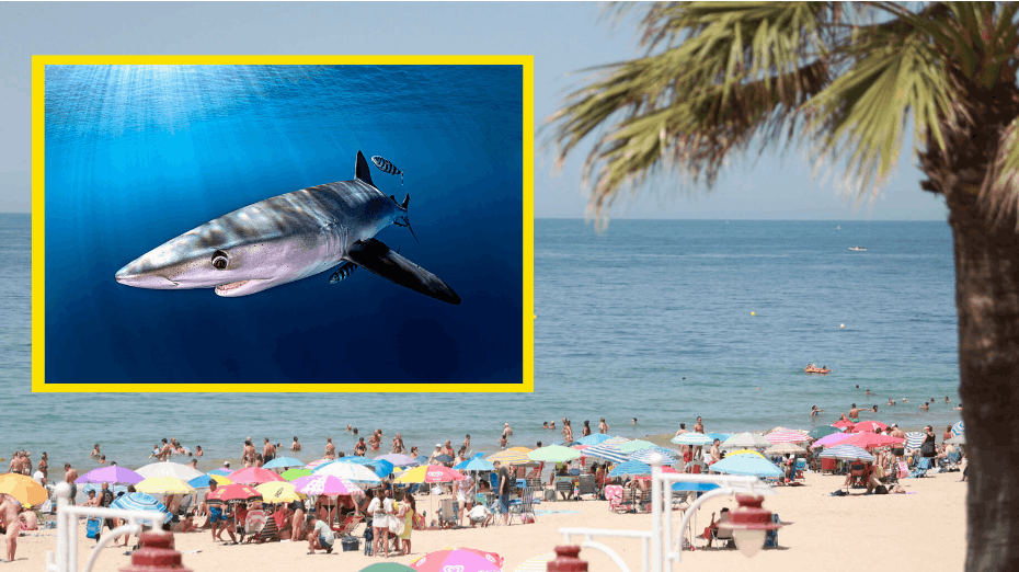 En mand blev torsdag angrebet af en haj nord for Alicante. 