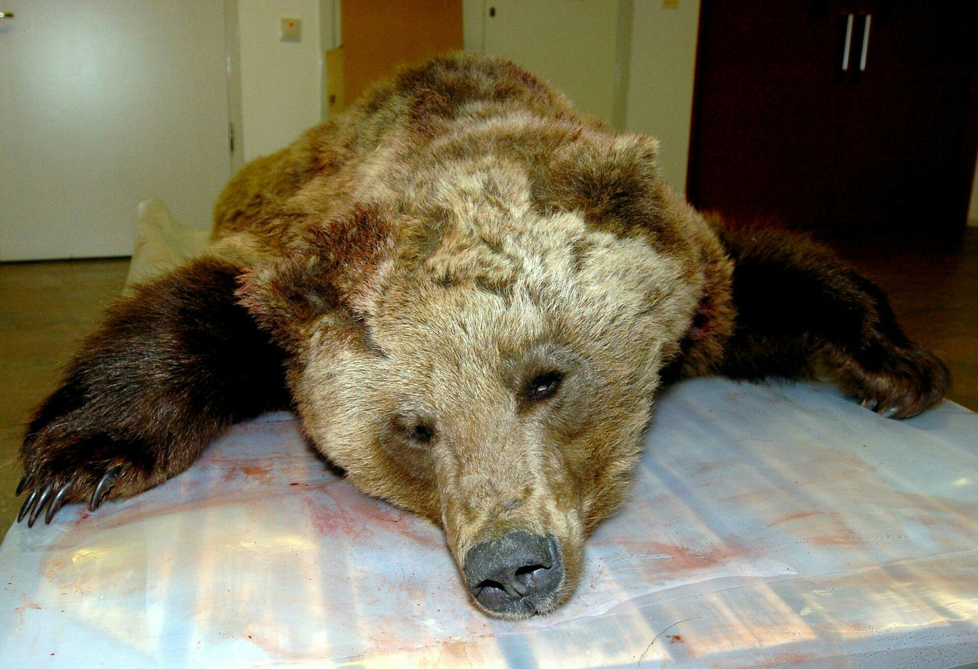 Det er heldigvis meget sjældent, at en bjørn dræber mennesker i Sverige. Men i 2004 skete det. Bjørnen blev dræbt og var den første i dengang 106 år, som havde dræbt et menneske i landet.