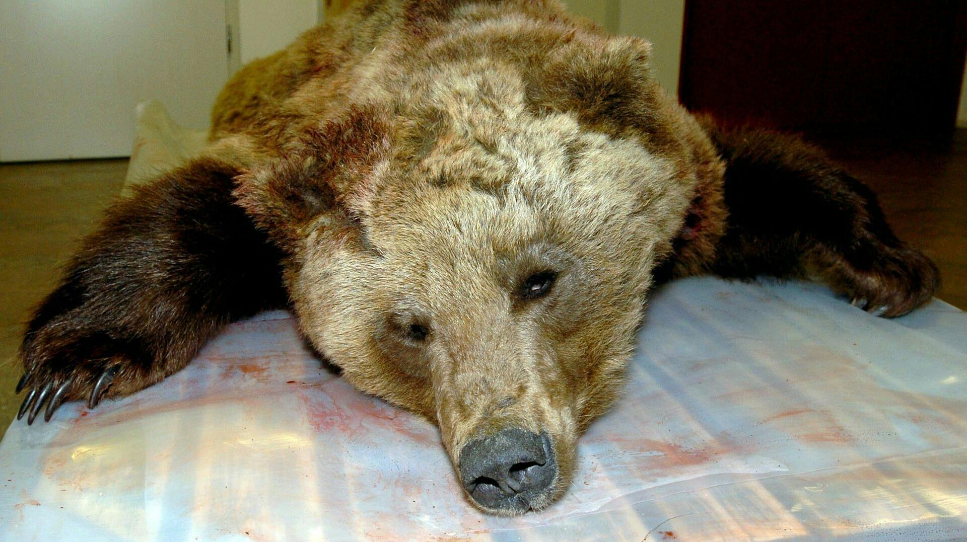 Det er heldigvis meget sjældent, at en bjørn dræber mennesker i Sverige. Men i 2004 skete det. Bjørnen blev dræbt og var den første i dengang 106 år, som havde dræbt et menneske i landet.